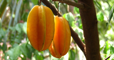 Averrhoa carambola