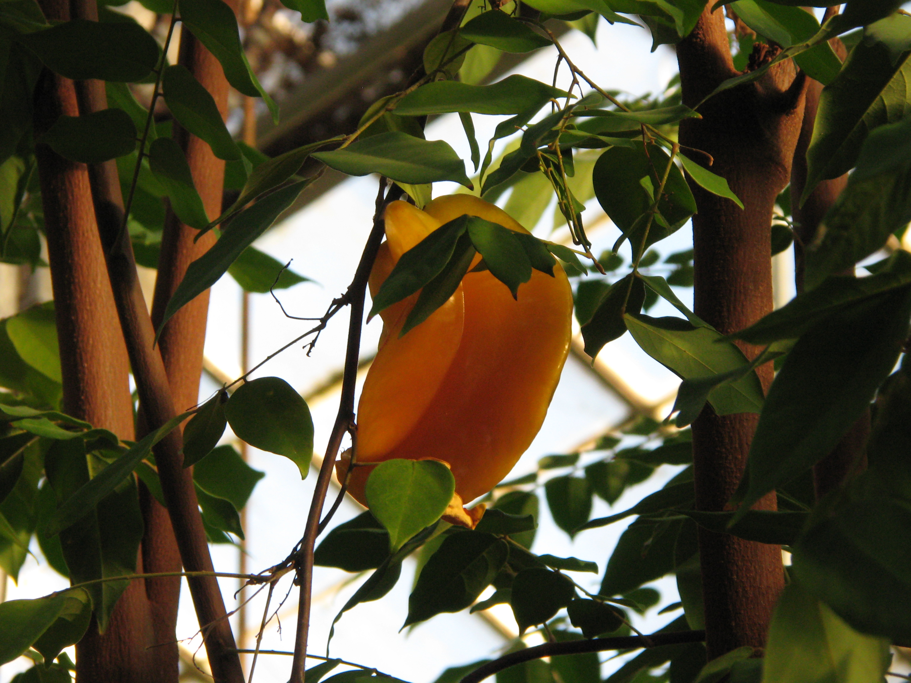 Averrhoa carambola