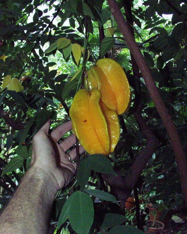 Averrhoa carambola