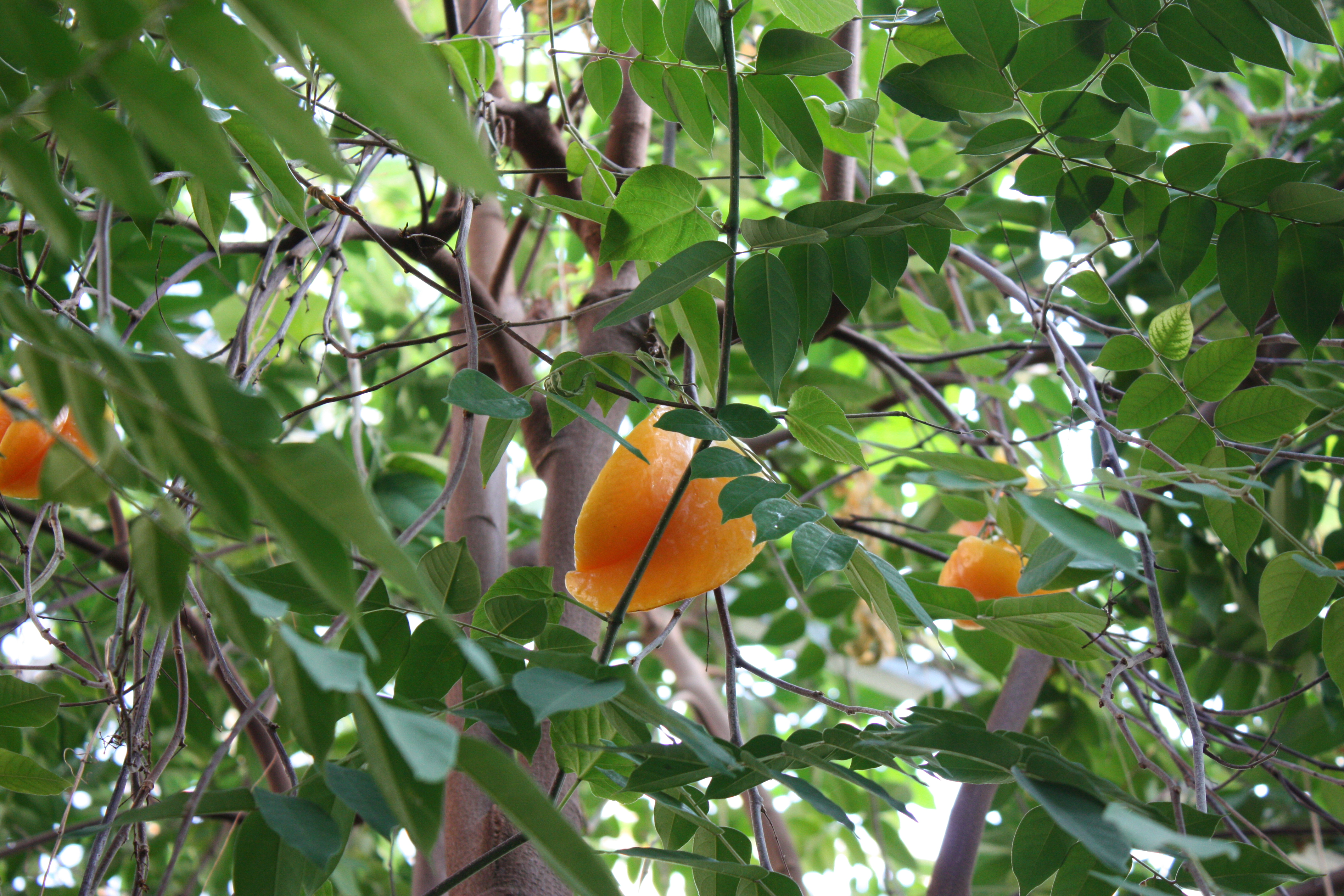 Averrhoa carambola