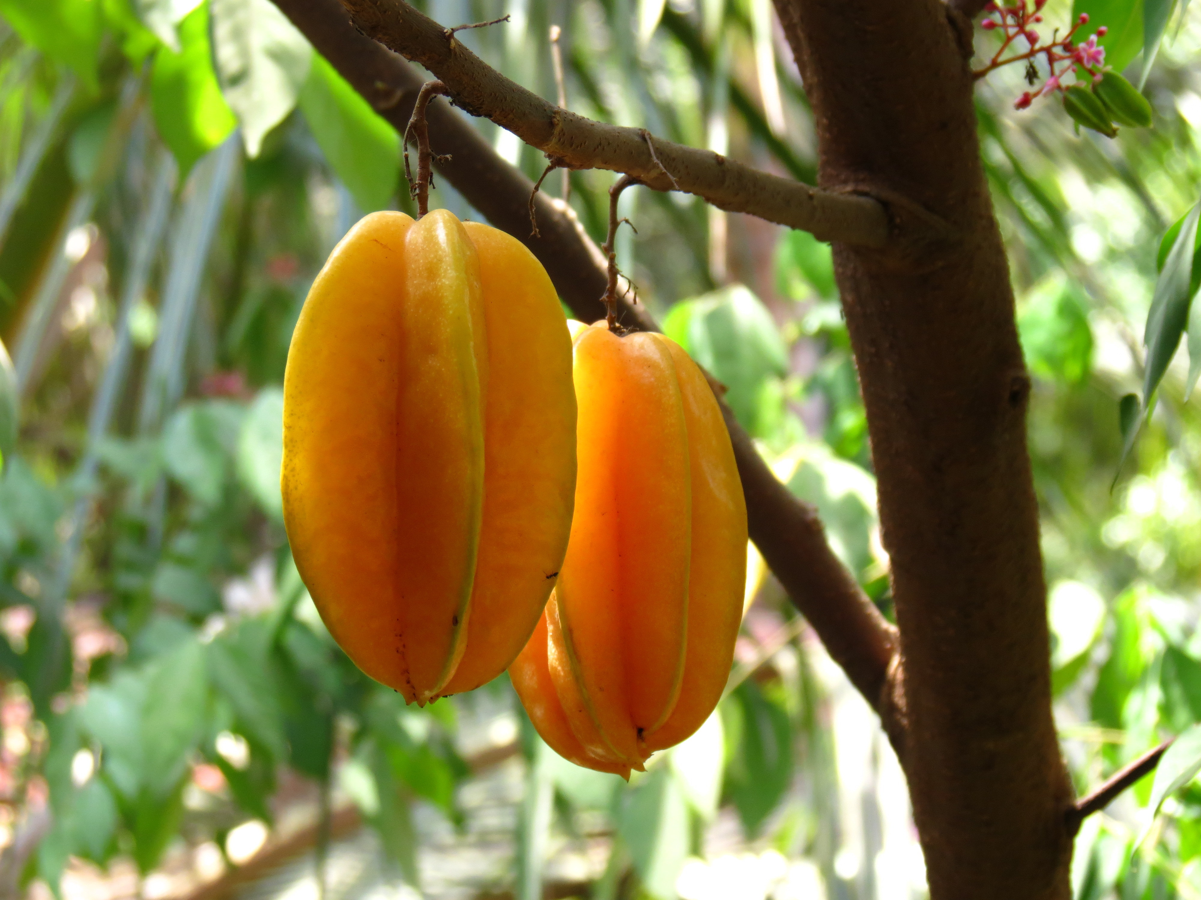 Averrhoa carambola