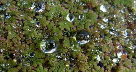 Azolla caroliniana