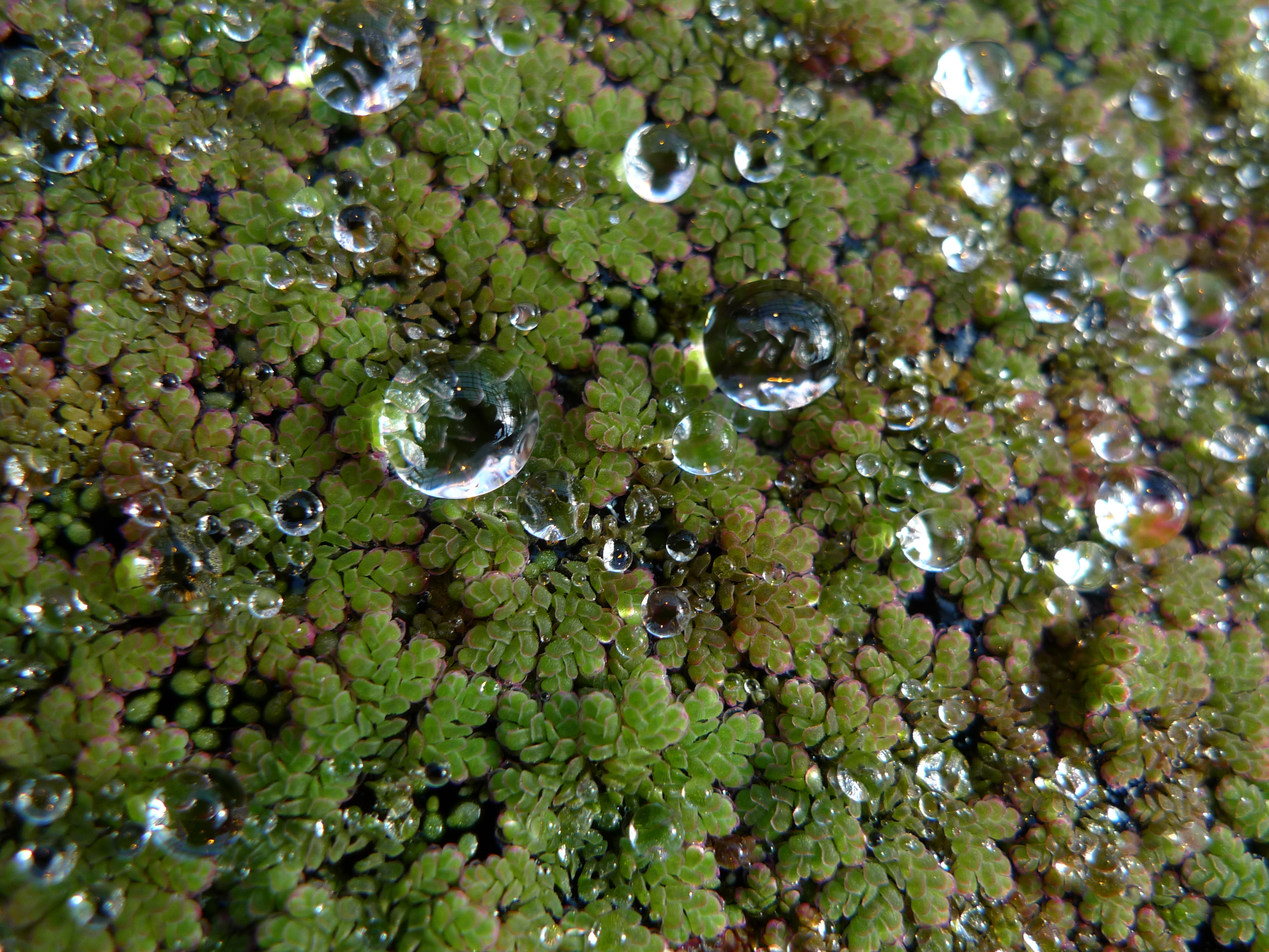 Azolla caroliniana
