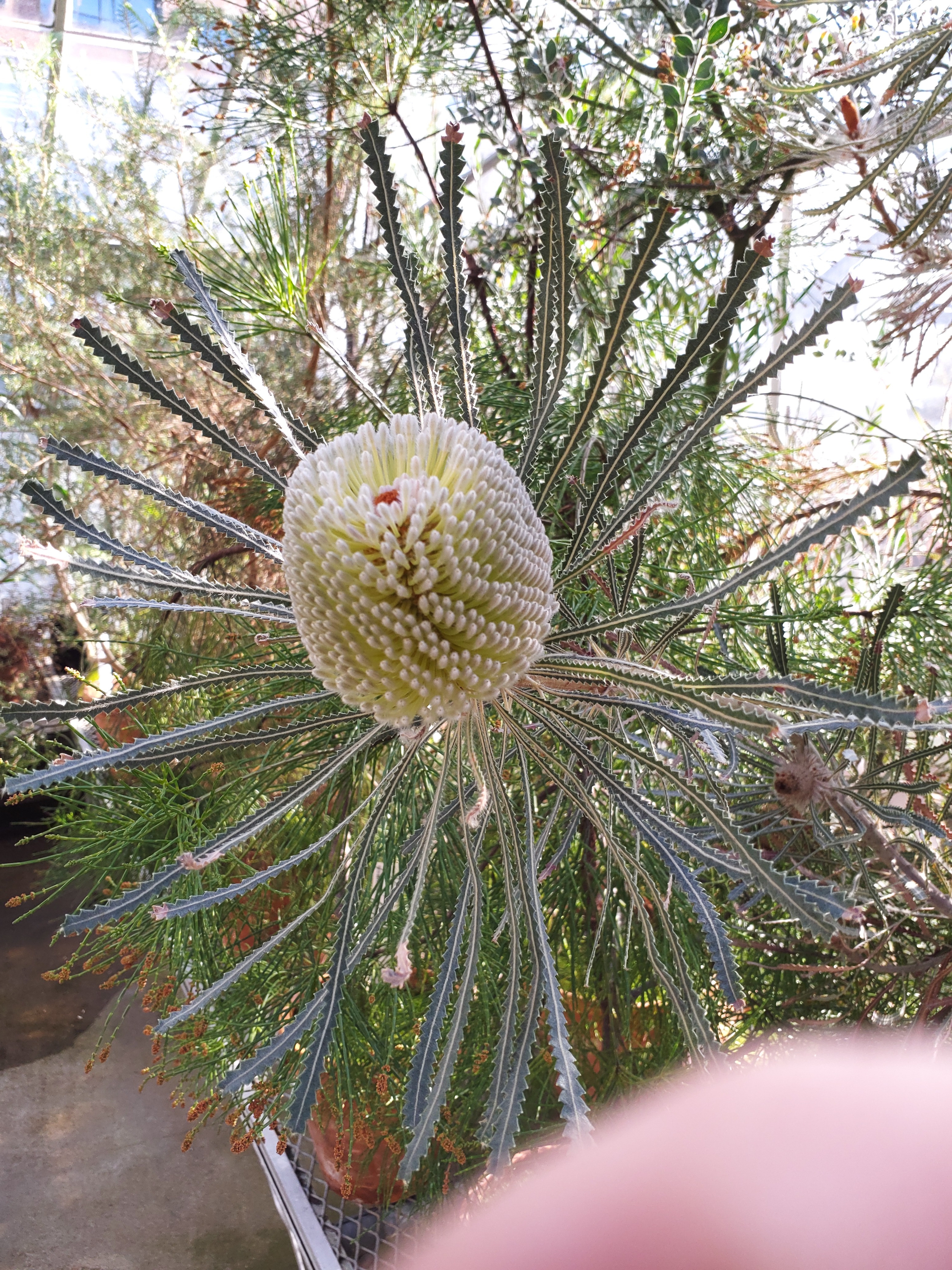 Banksia hookeriana