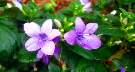 Barleria obtusa