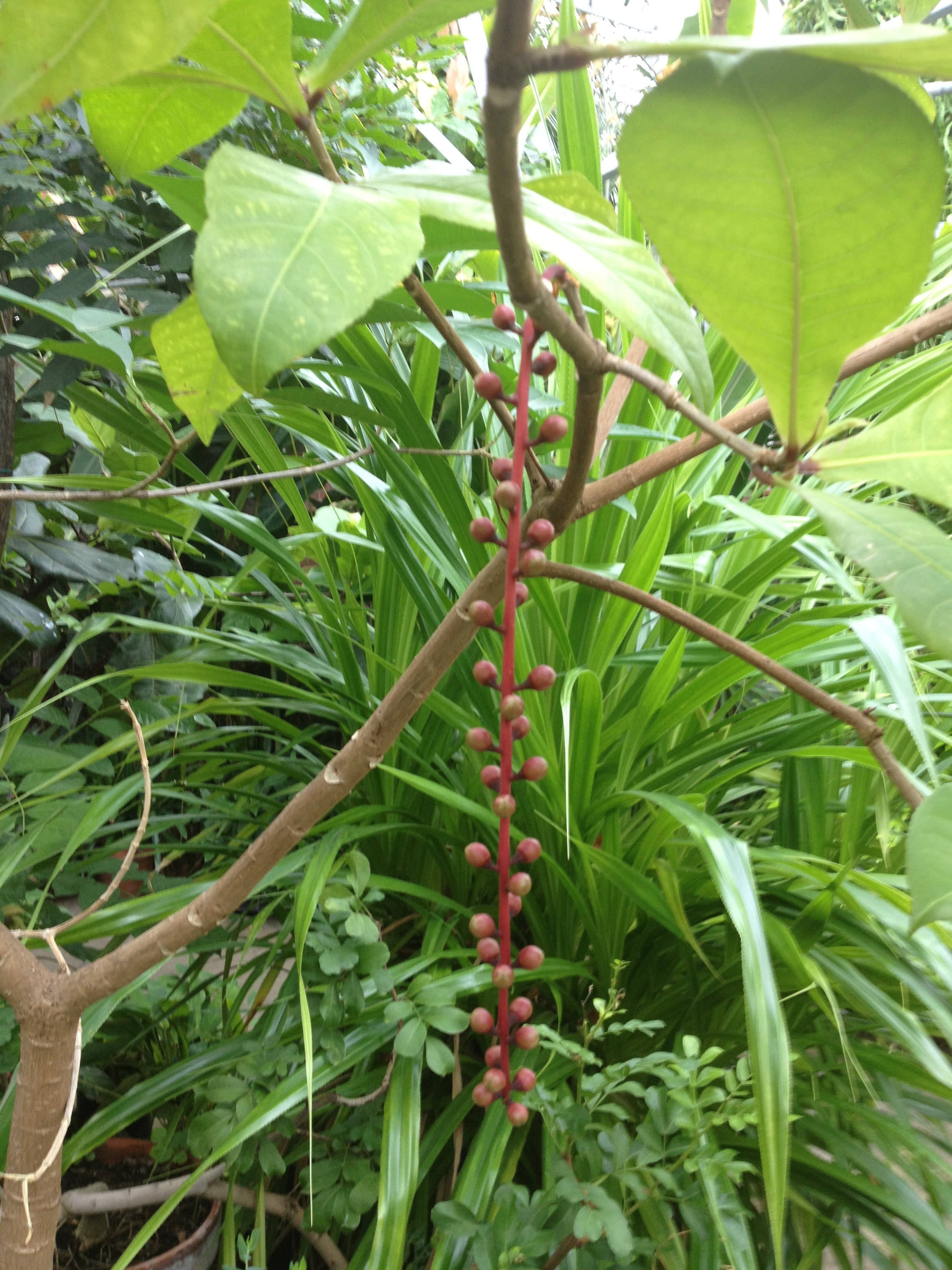 Barringtonia racemosa