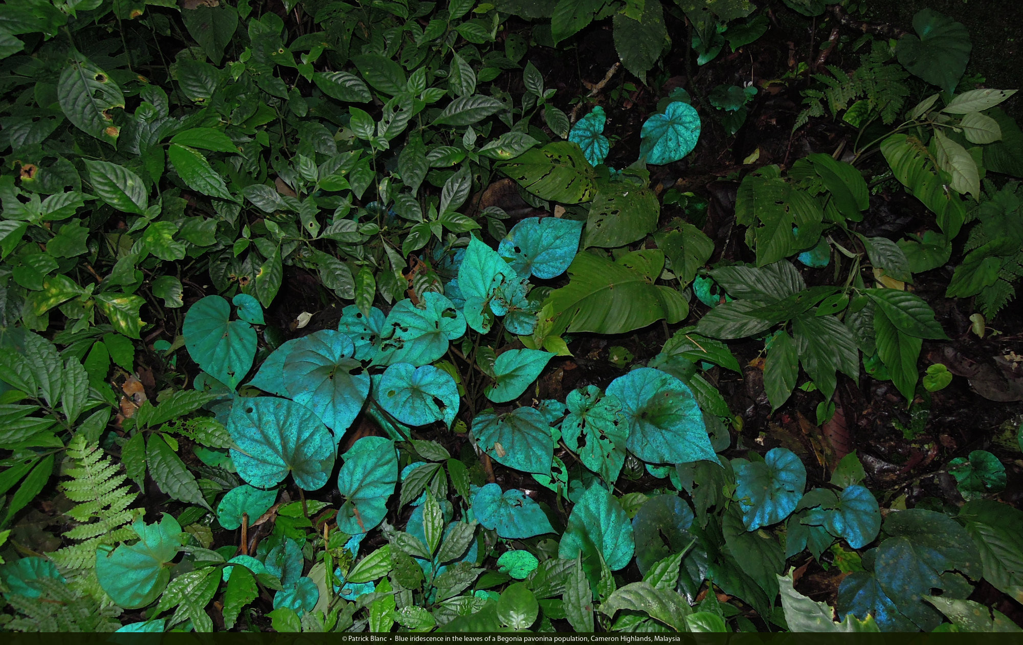 Begonia pavonina
