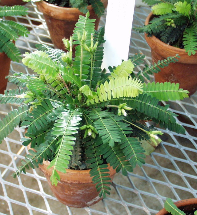 Biophytum sensitivum