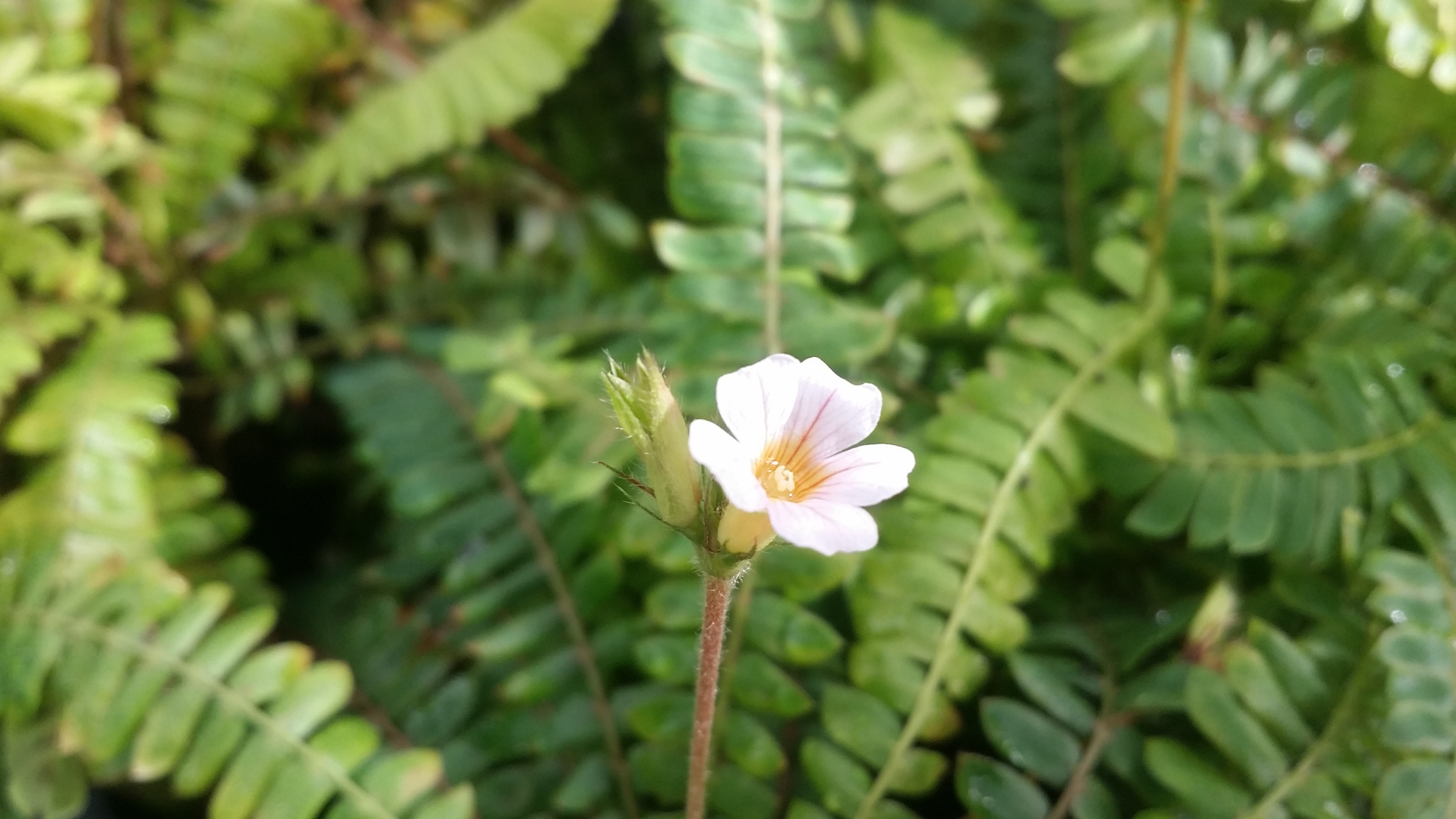 Biophytum sensitivum