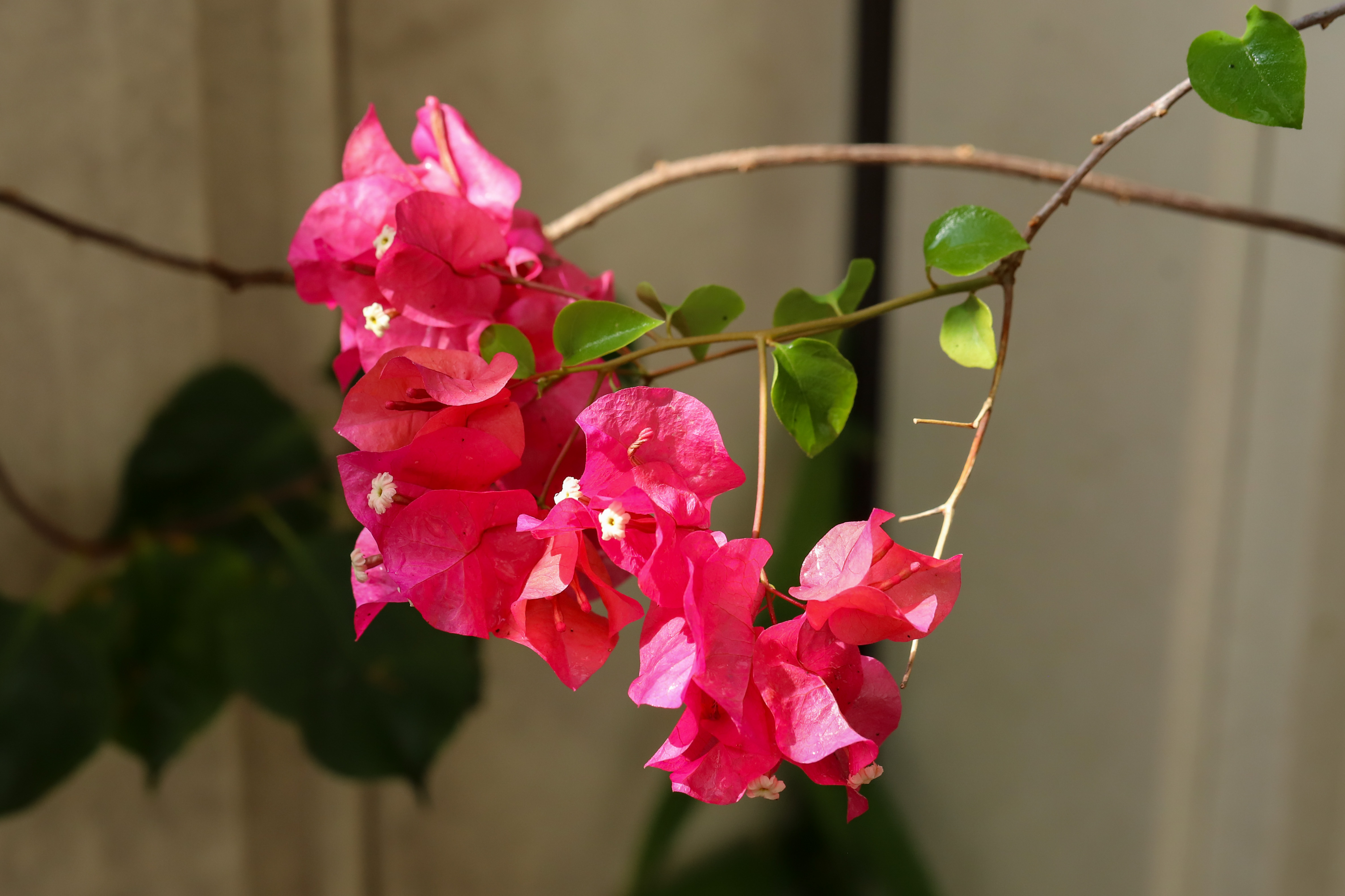 Bougainvillea spectabilis