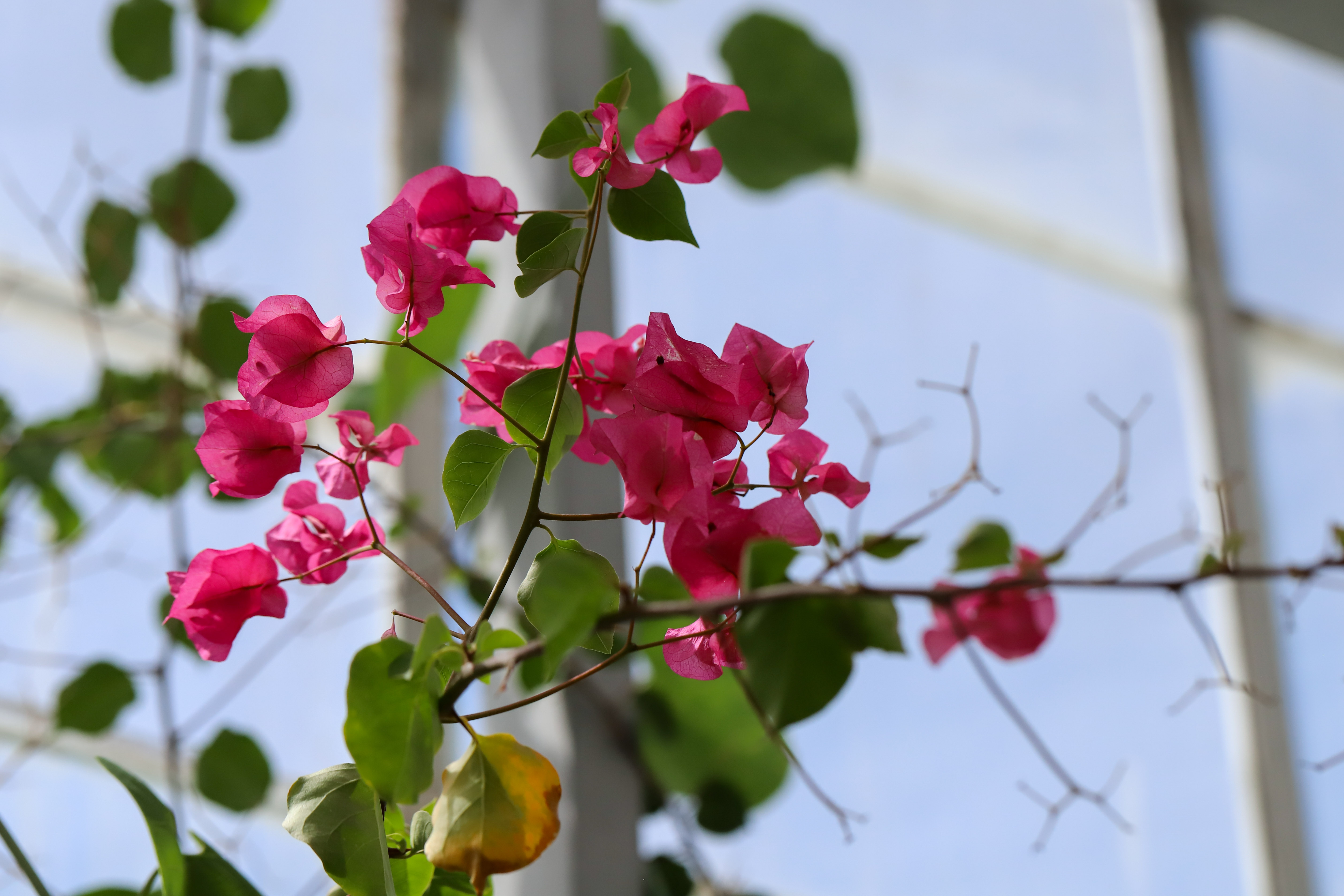 Bougainvillea spectabilis