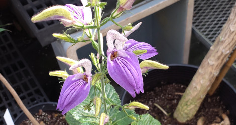 Brillantaisia ulugurica