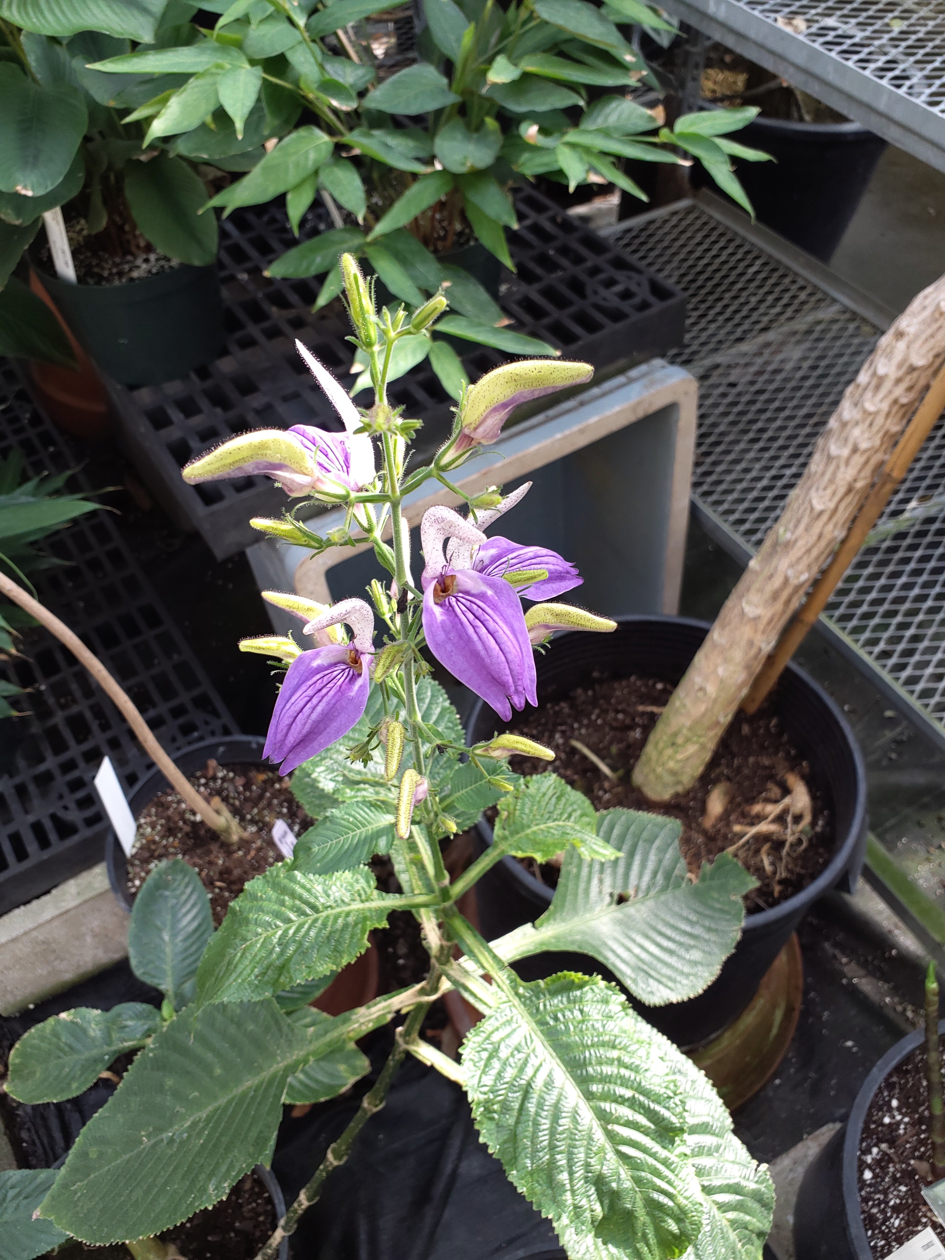 Brillantaisia ulugurica