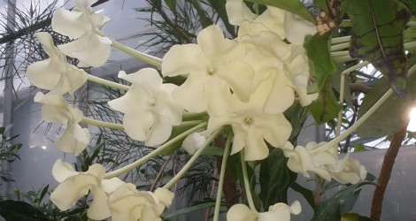 Brunfelsia undulata