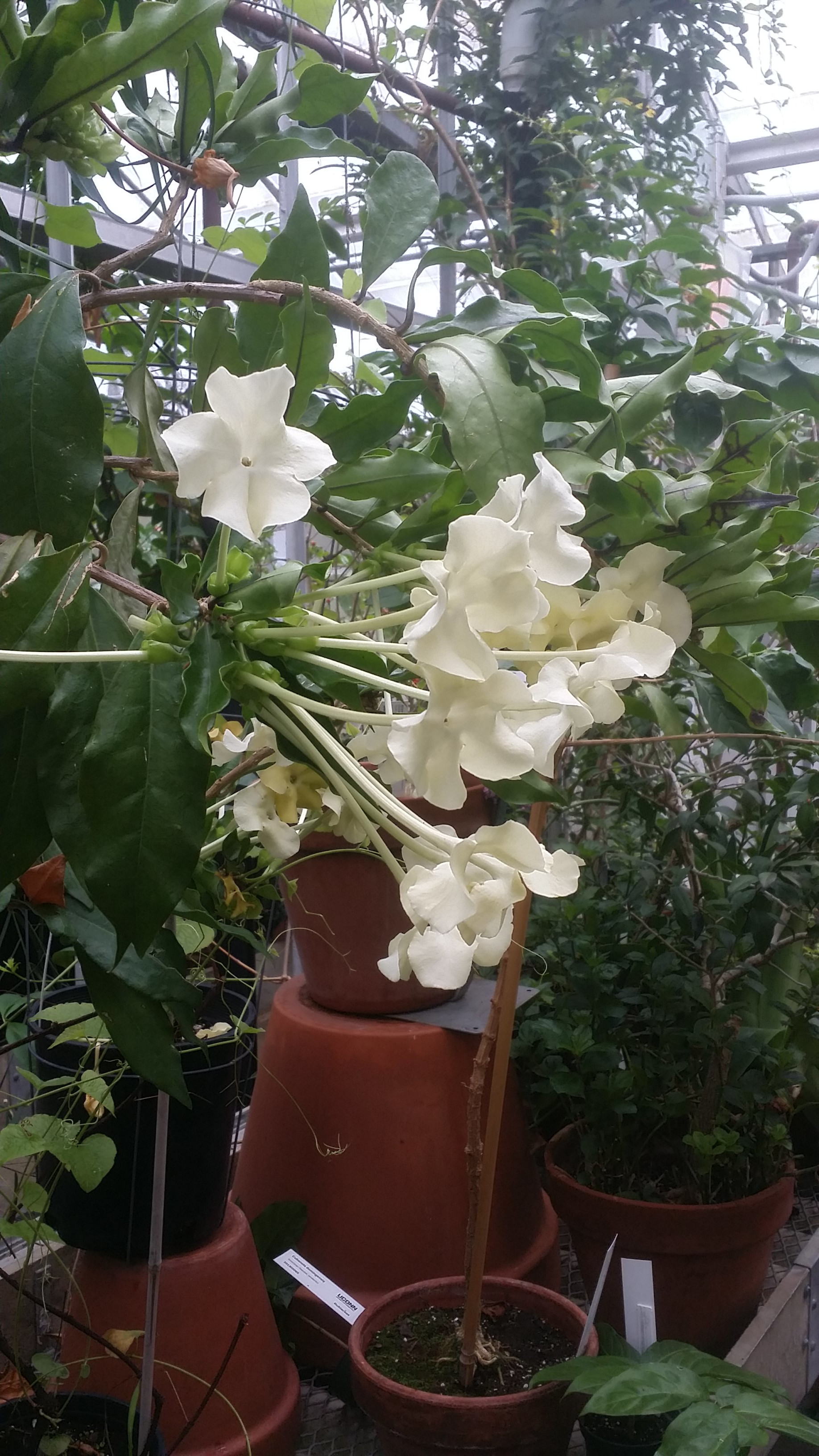 Brunfelsia undulata