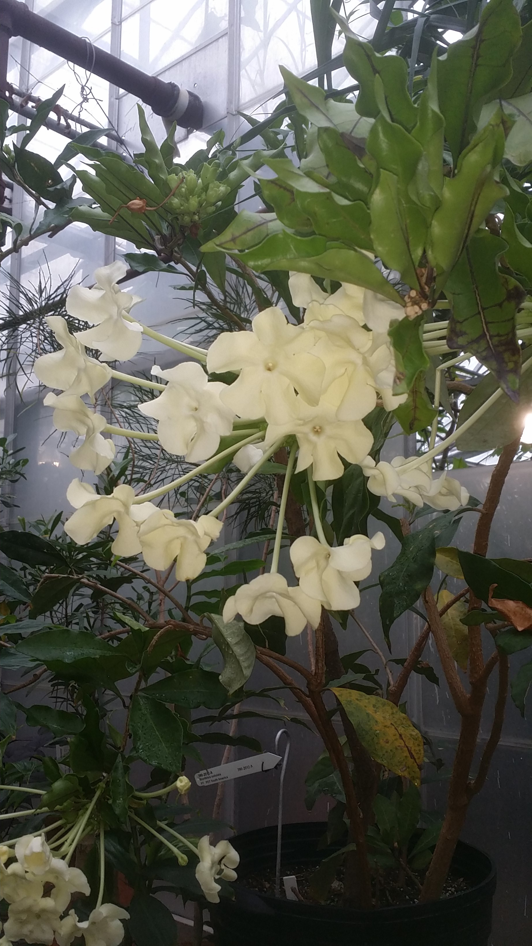 Brunfelsia undulata