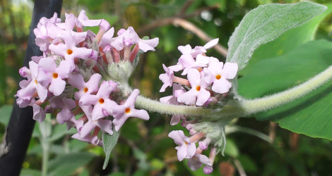 Buddleja crispa