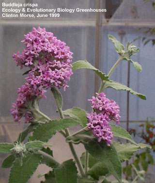 Buddleja crispa
