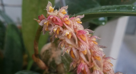 Bulbophyllum lilacinum