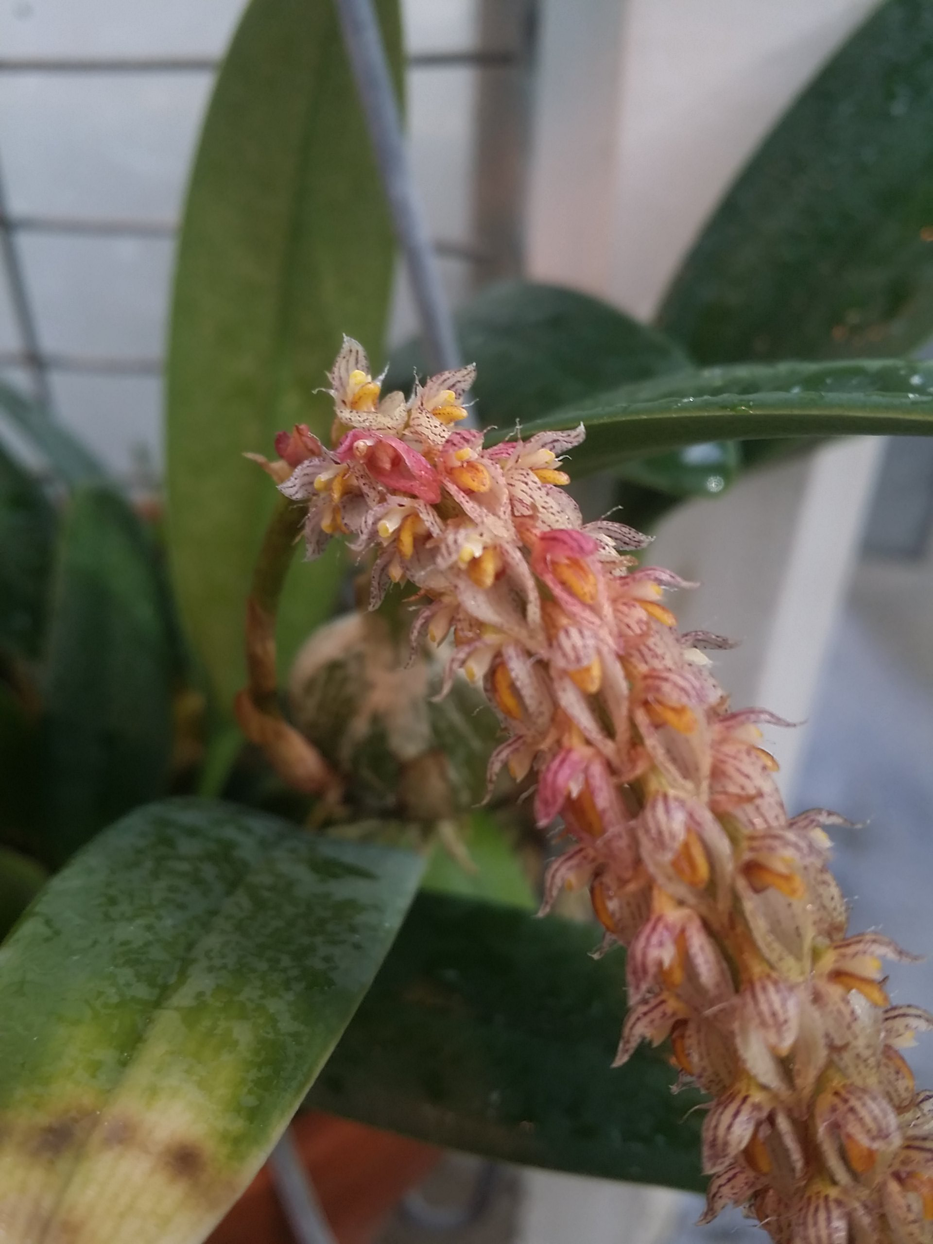 Bulbophyllum lilacinum