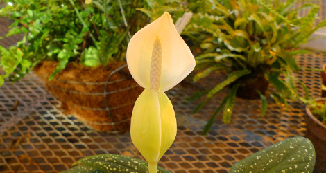 Caladium palacioanum