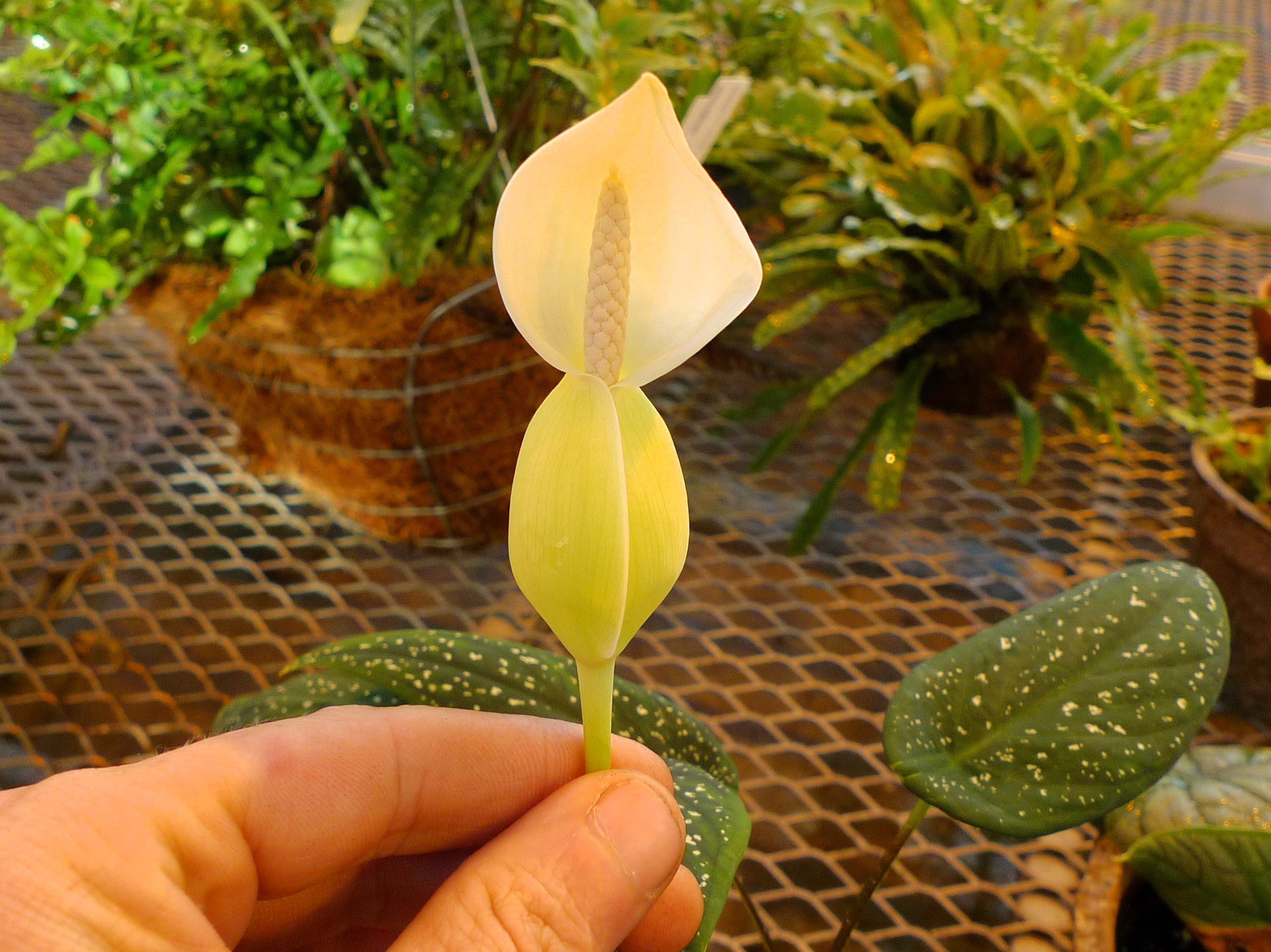 Caladium palacioanum