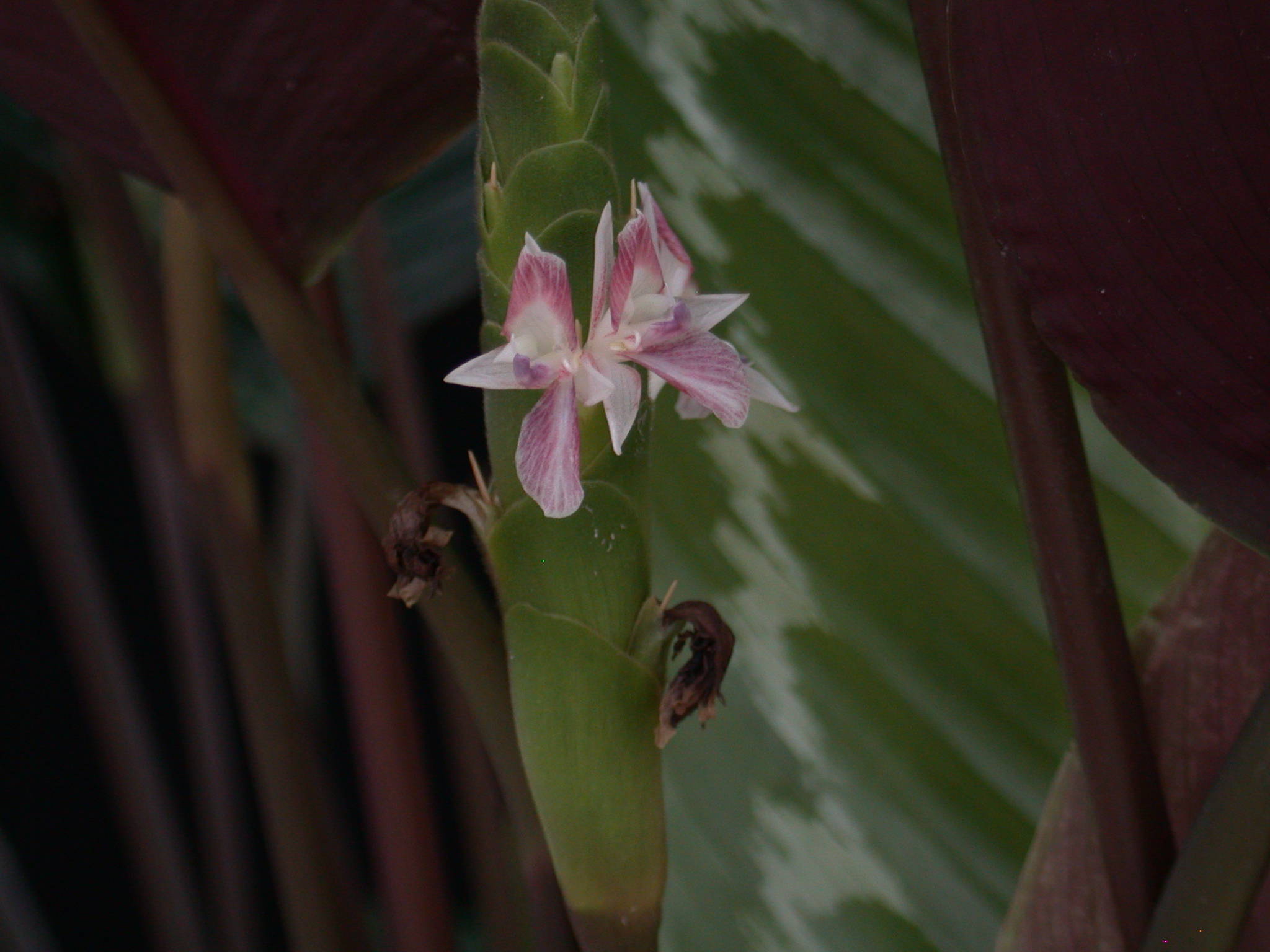 Calathea metallica