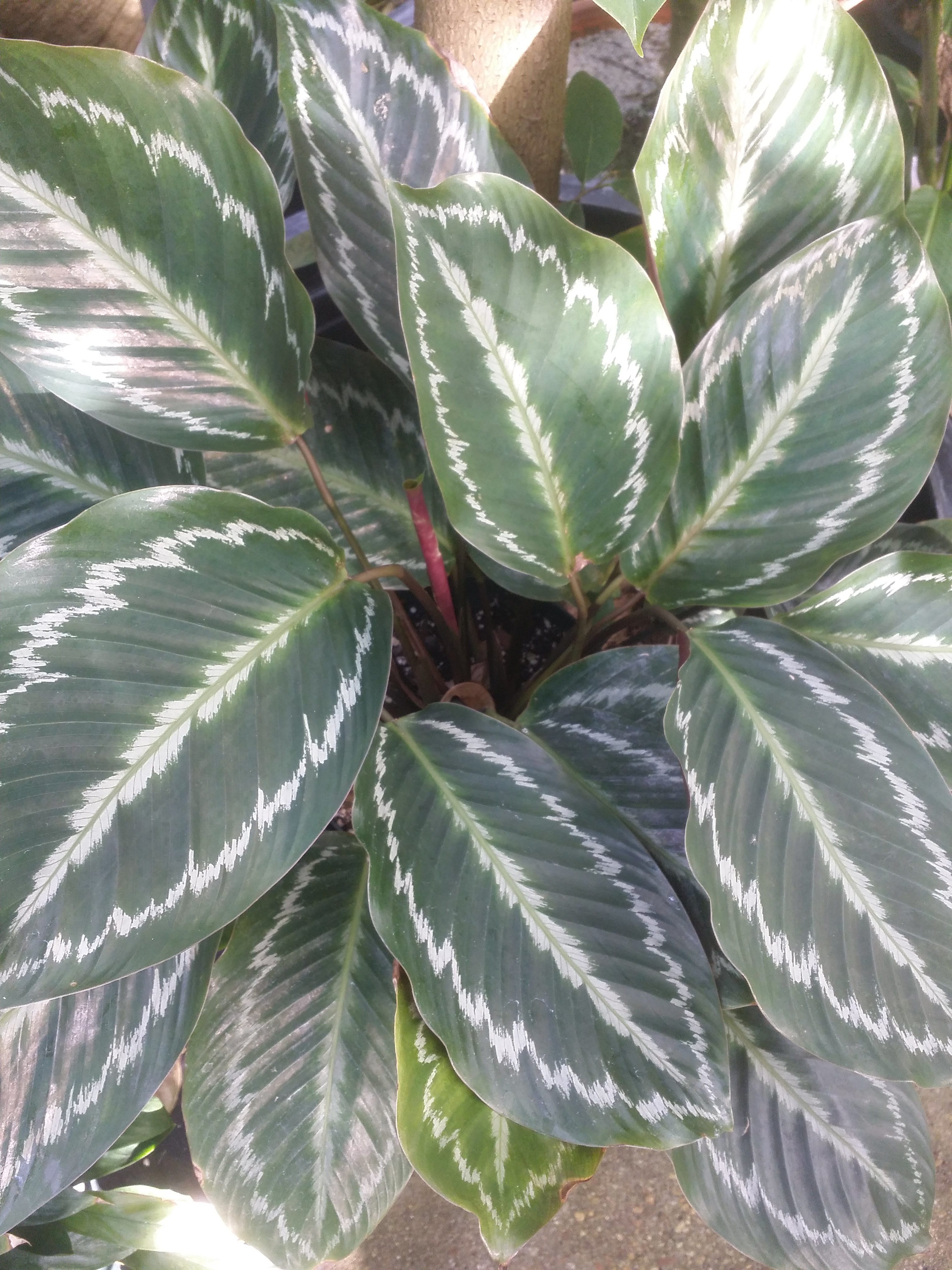 Calathea metallica