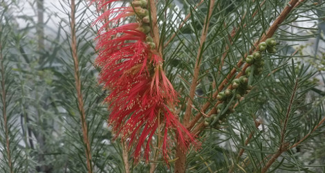 Calothamnus quadrifidus
