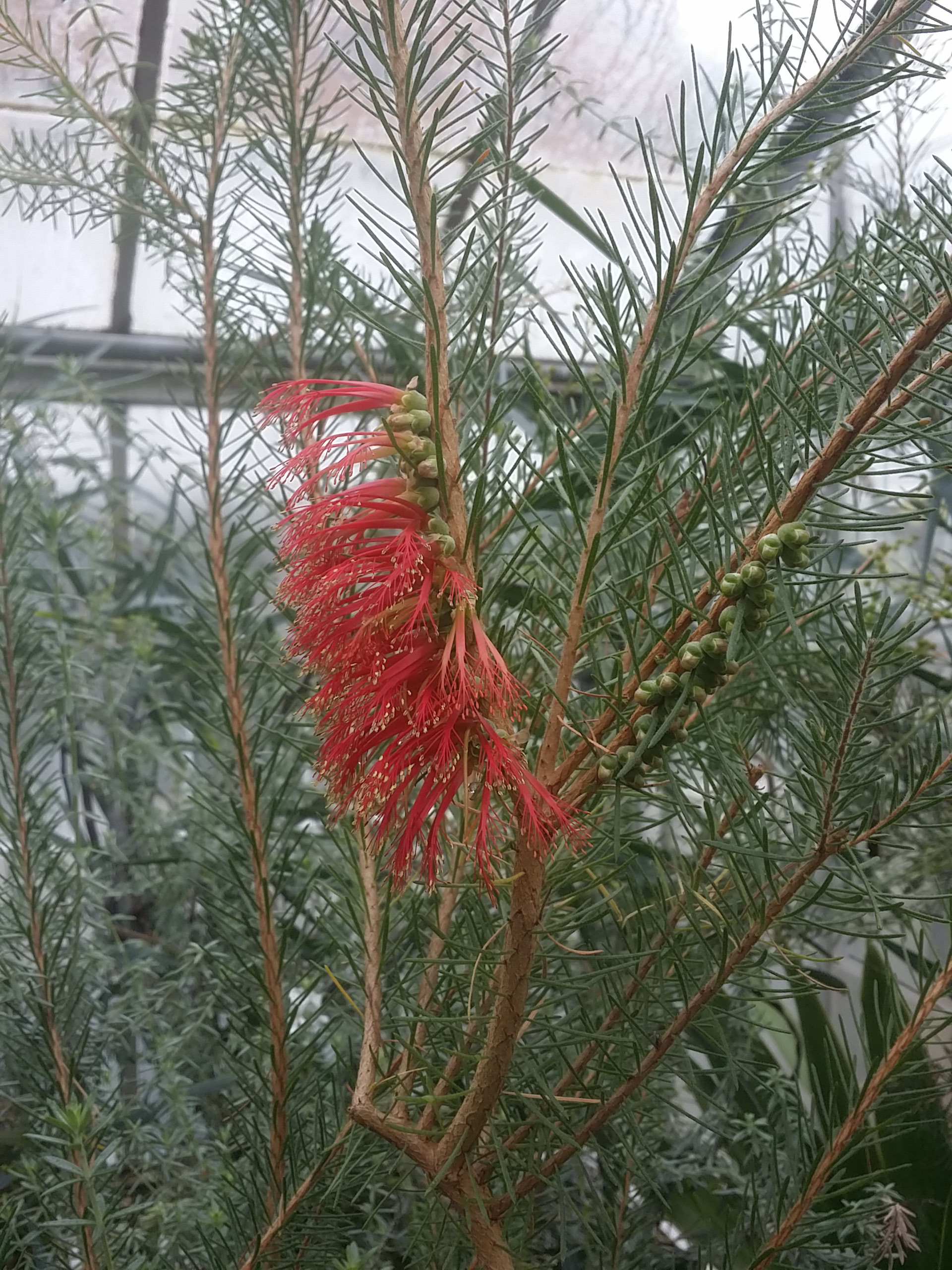 Calothamnus quadrifidus