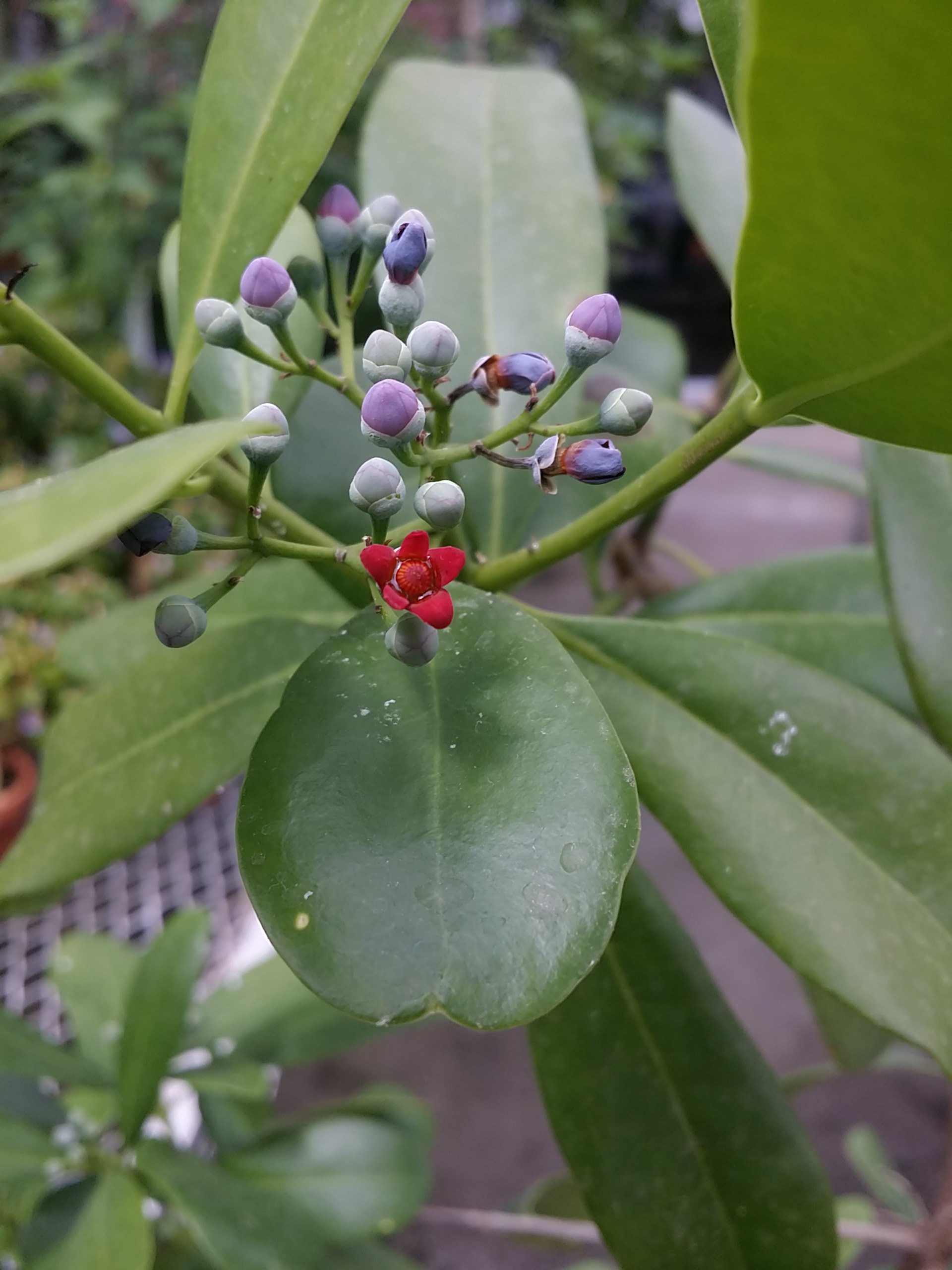 Canella winterana