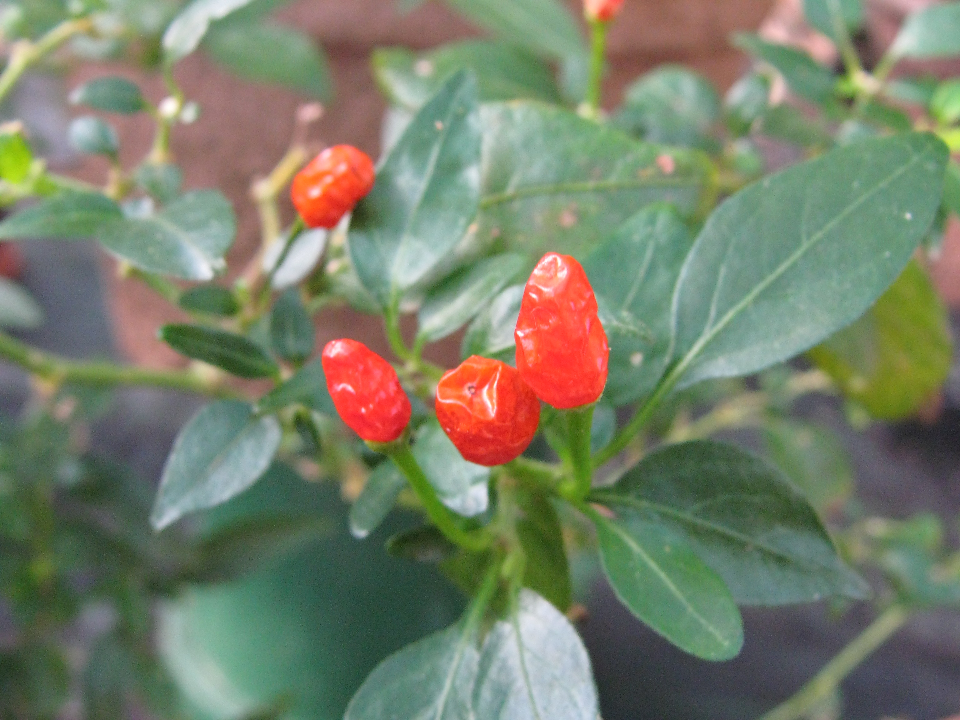 Capsicum chinense