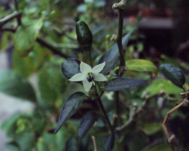 Capsicum chinense