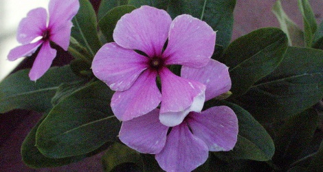 Catharanthus roseus