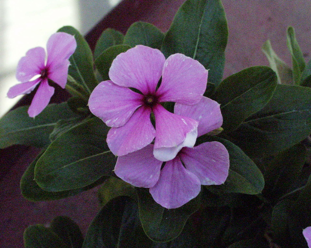 Catharanthus roseus