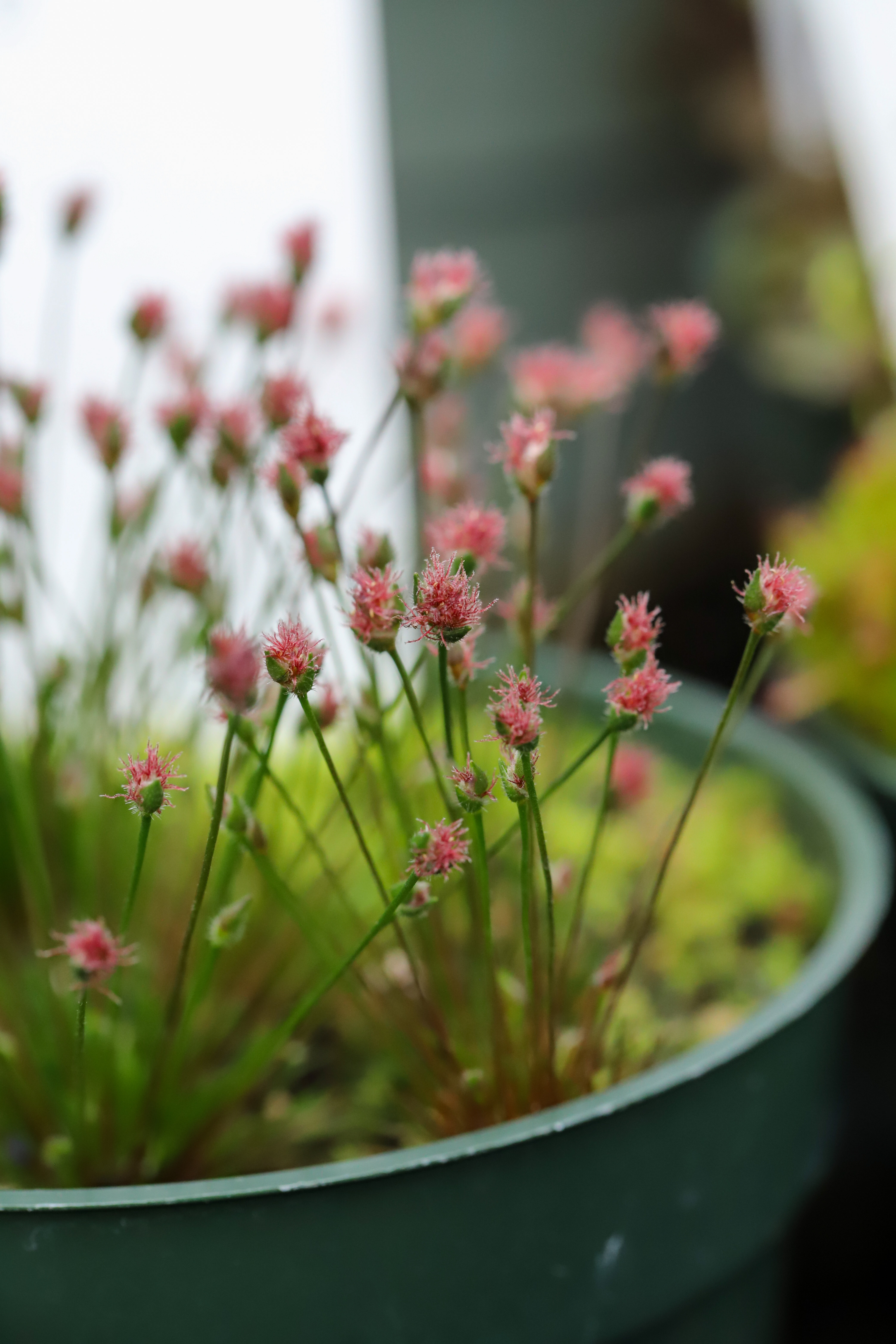 Centrolepis strigosa