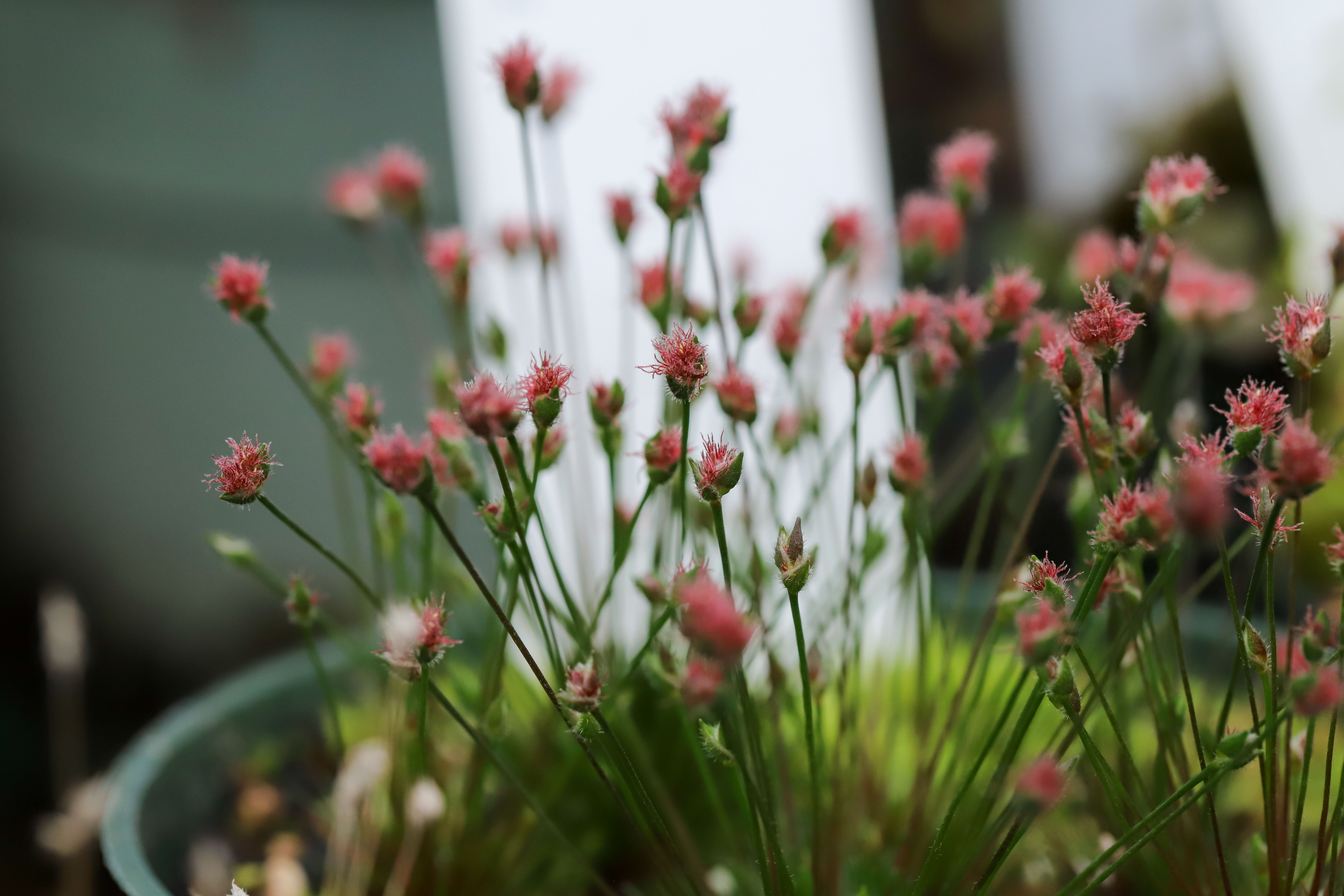 Centrolepis strigosa