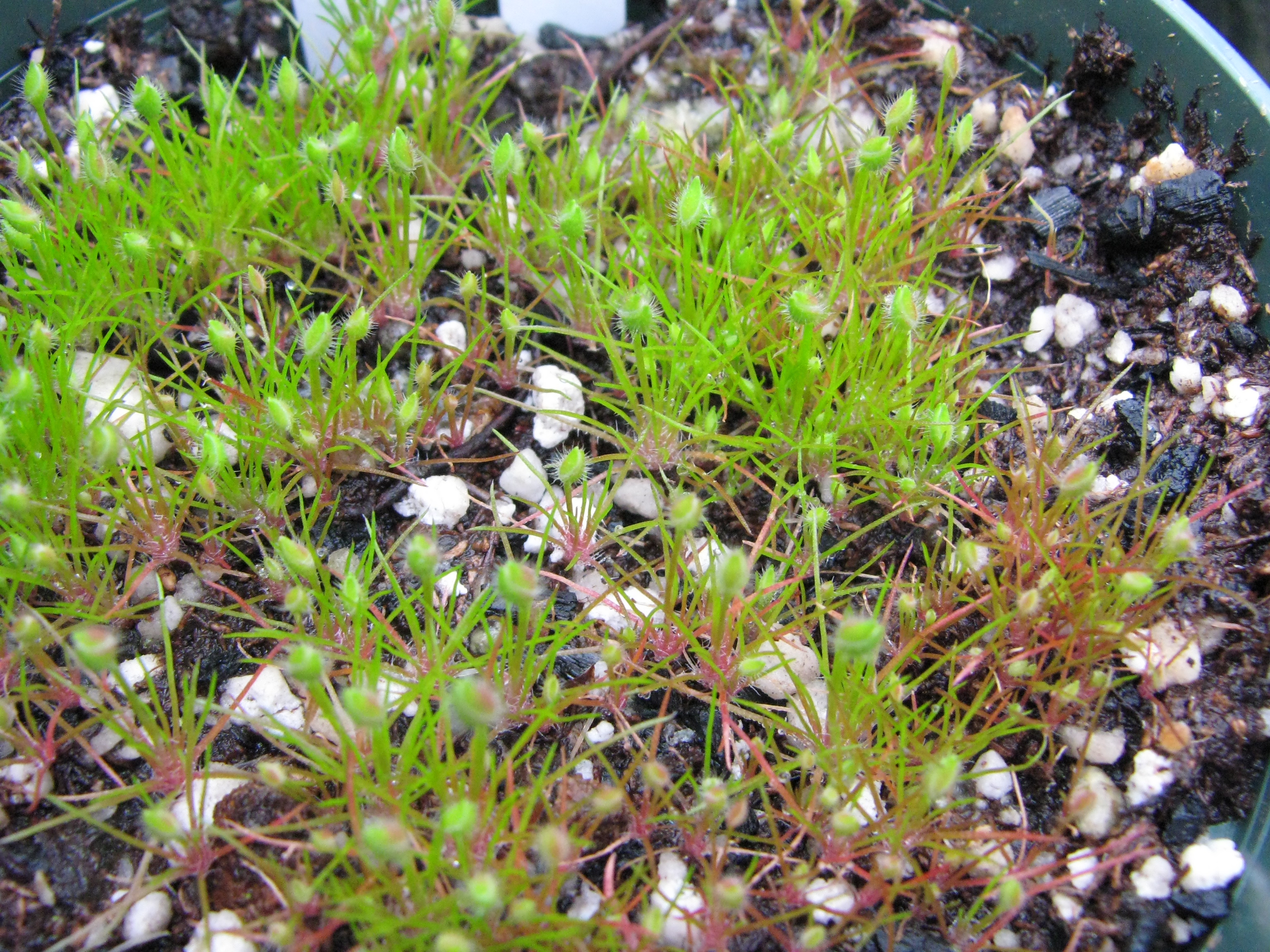 Centrolepis strigosa