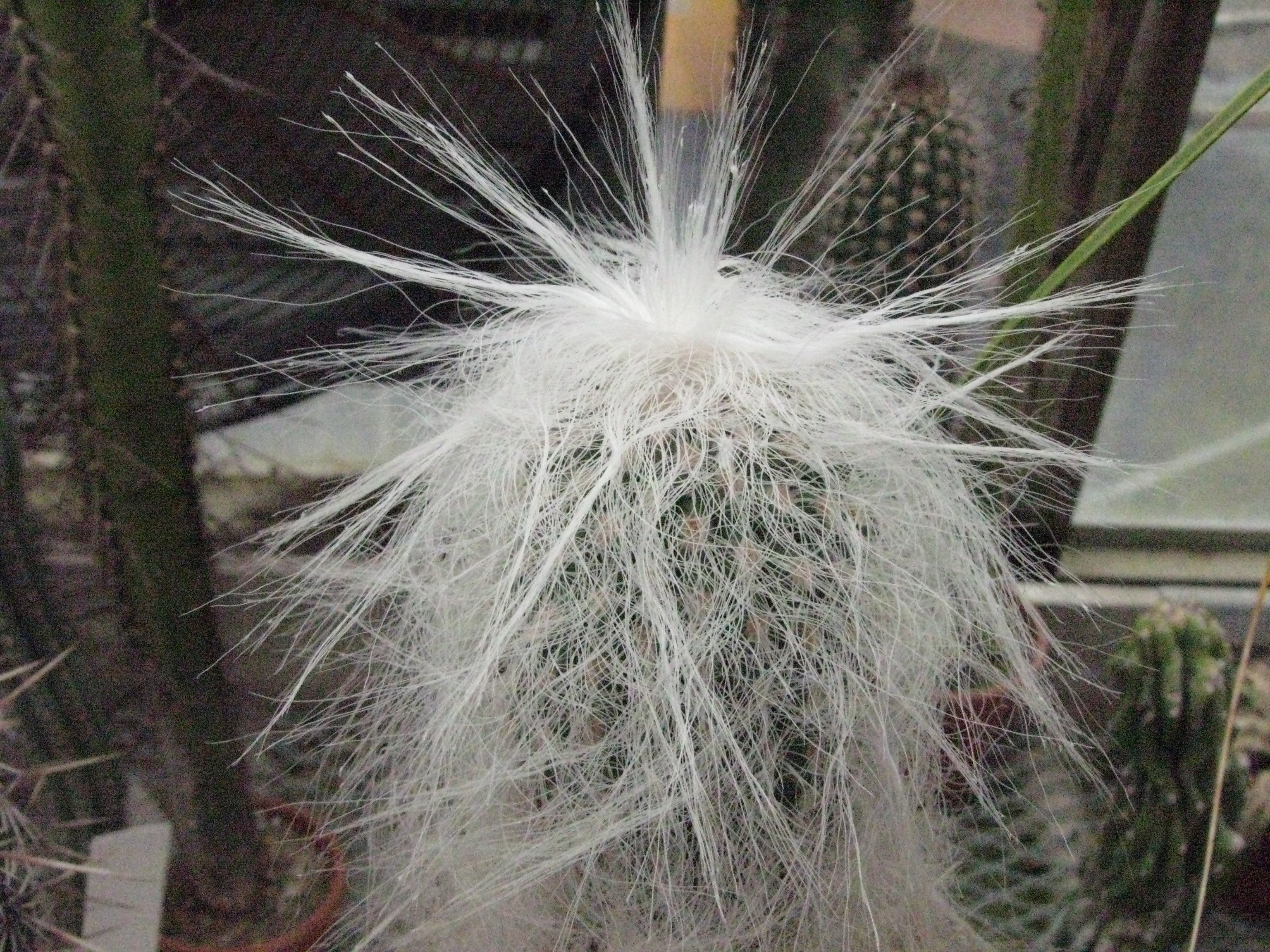 Cephalocereus senilis
