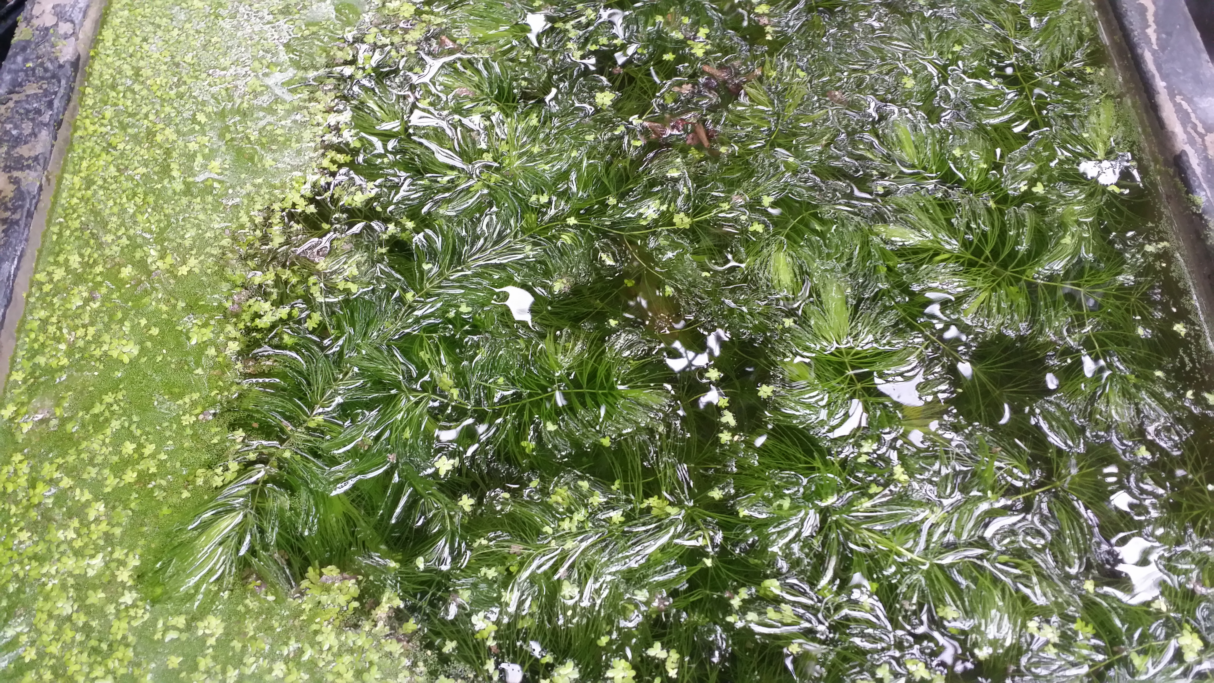 Ceratophyllum demersum