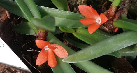 Ceratostylis retisquama