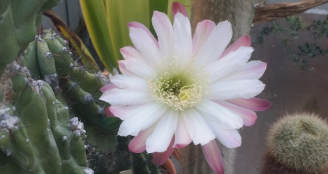 Cereus repandus
