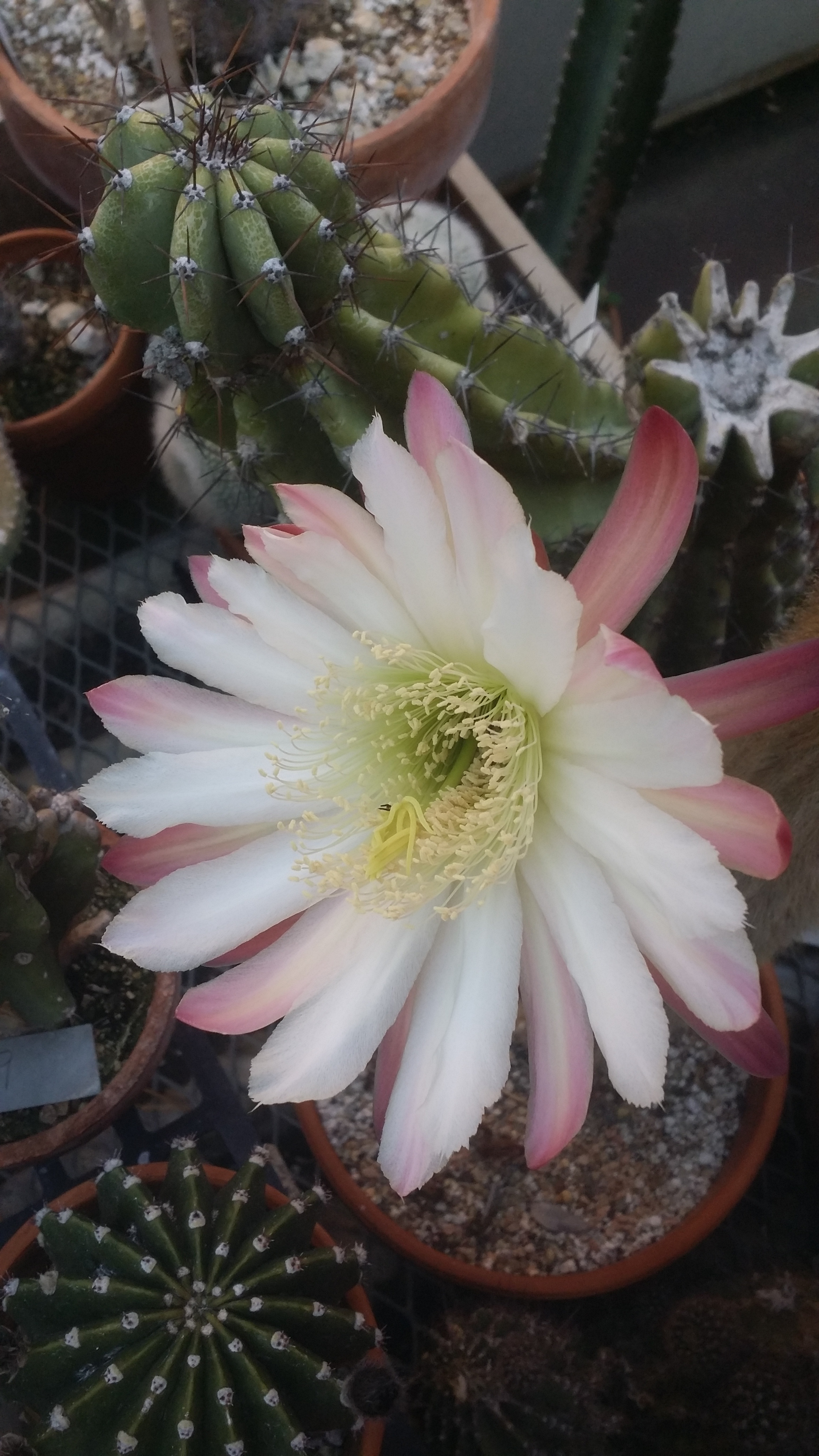 Cereus repandus