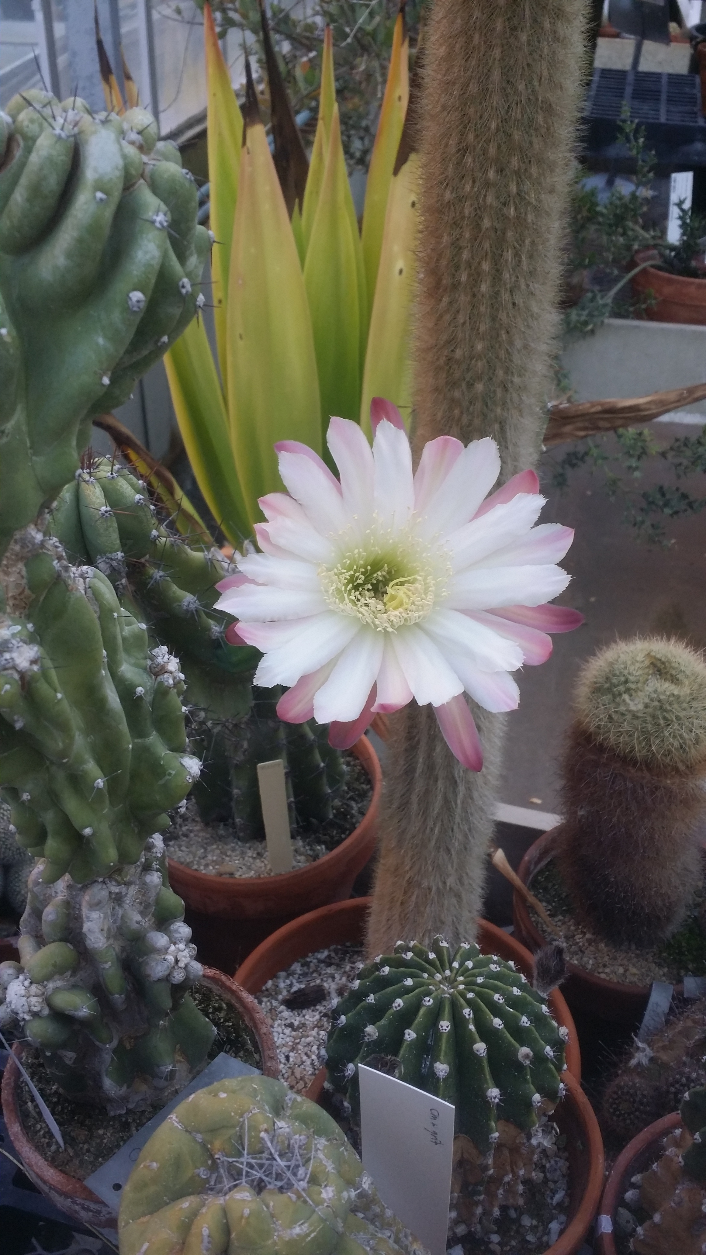 Cereus repandus