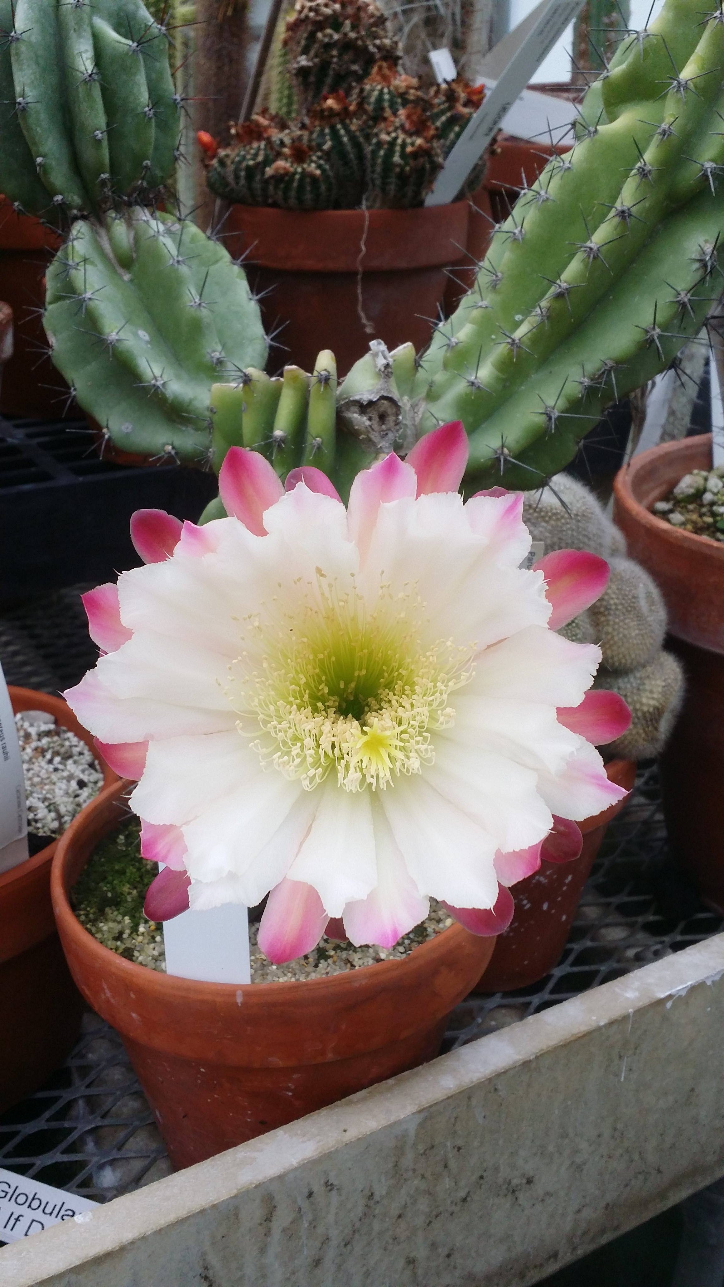 Cereus repandus