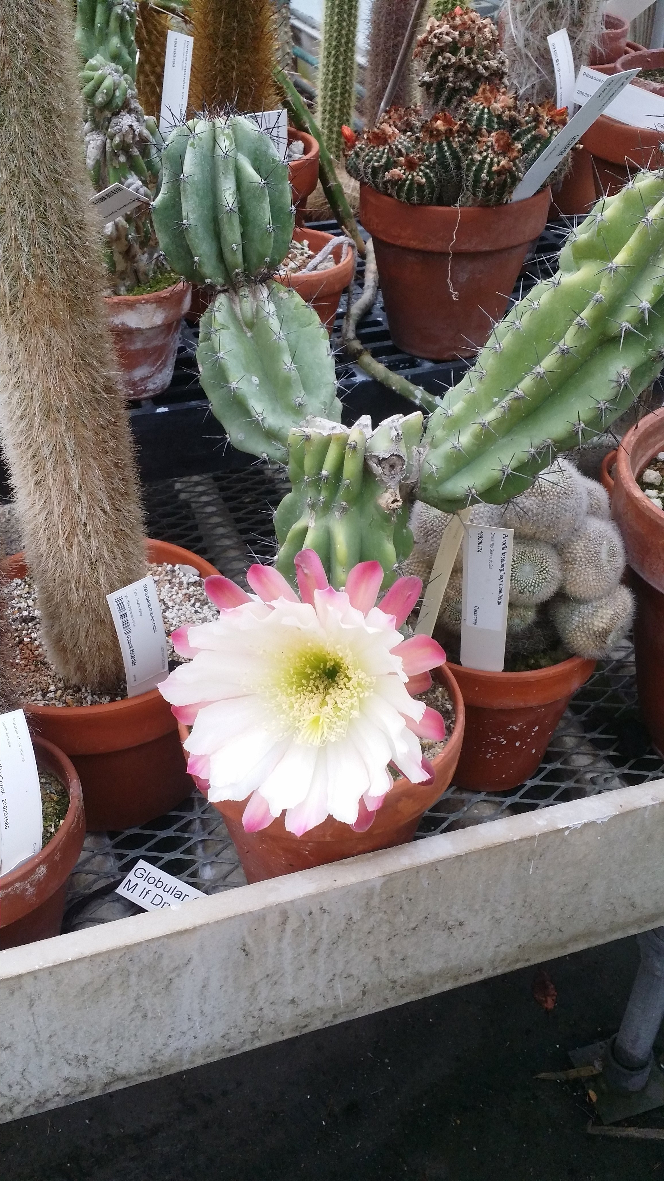 Cereus repandus