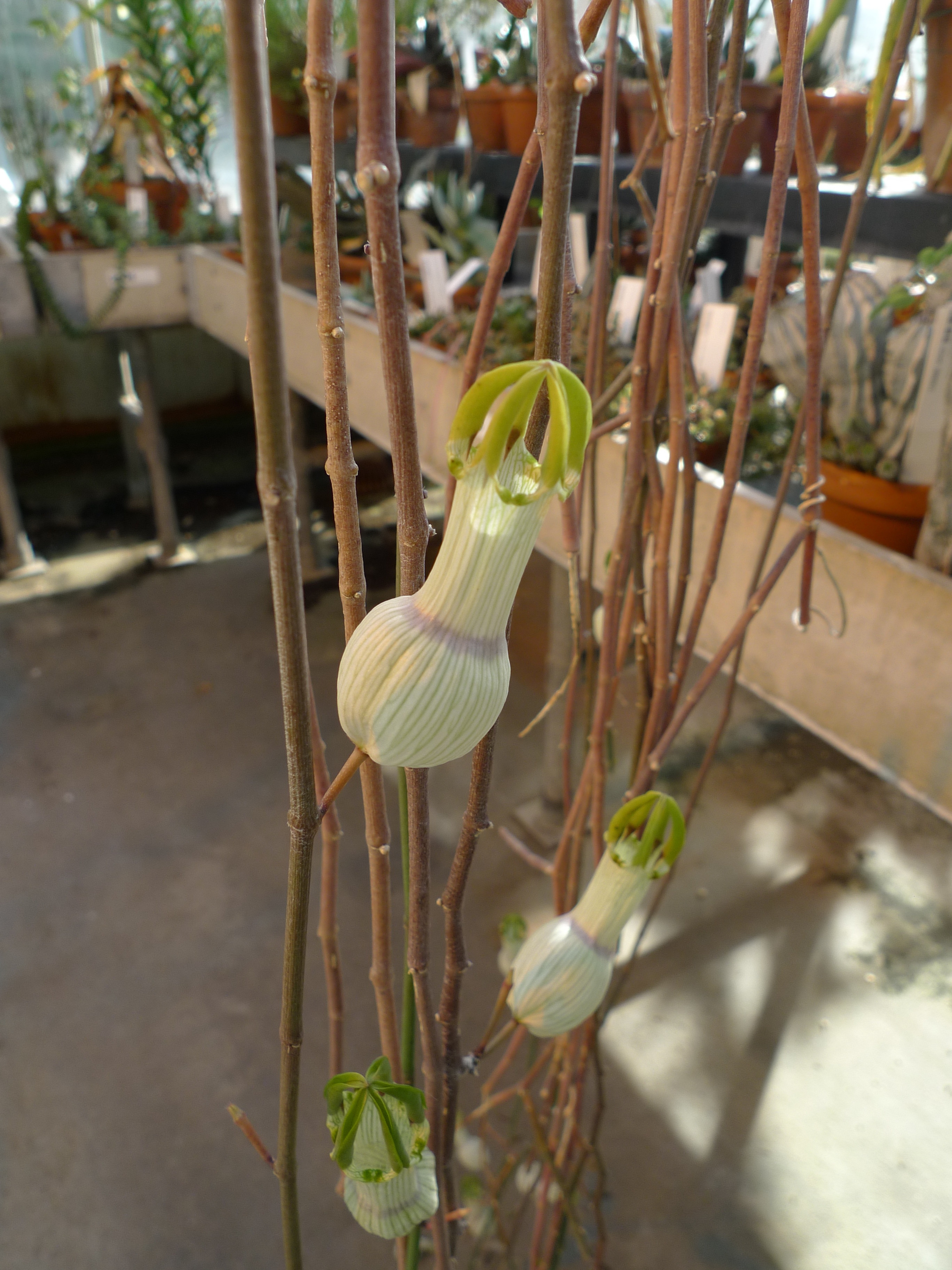 Ceropegia ampliata