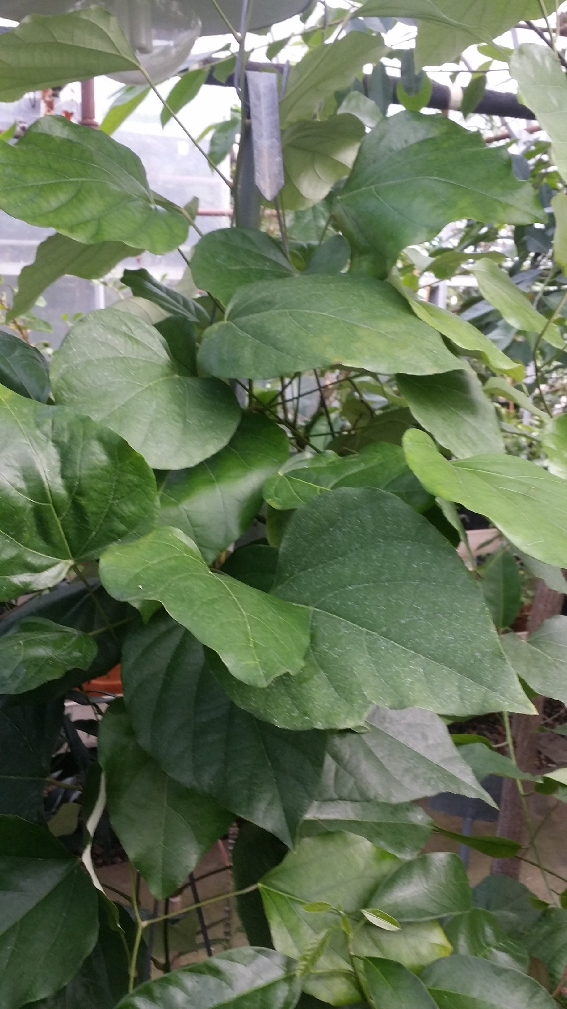 Chondrodendron tomentosum