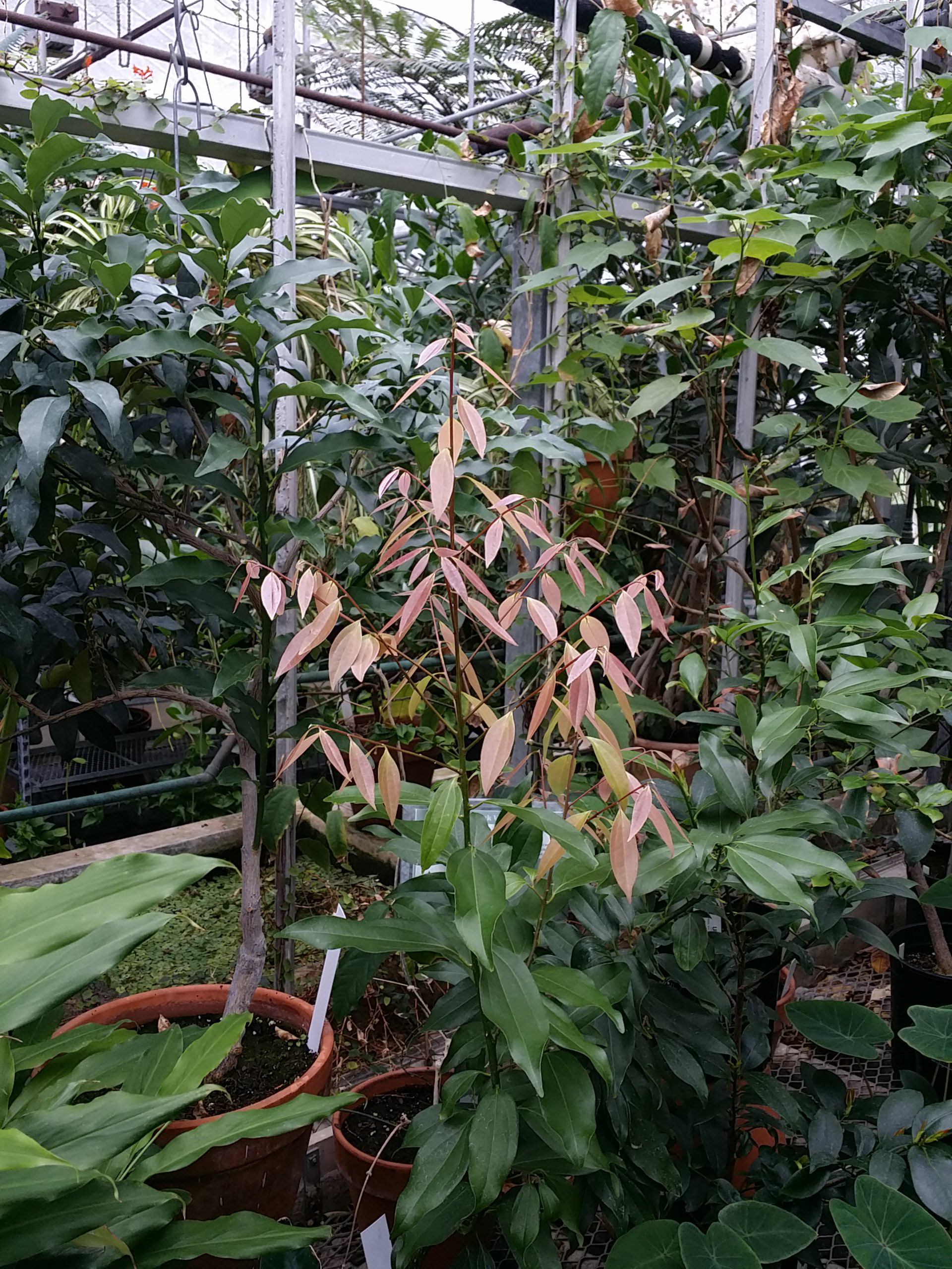 Cinnamomum verum