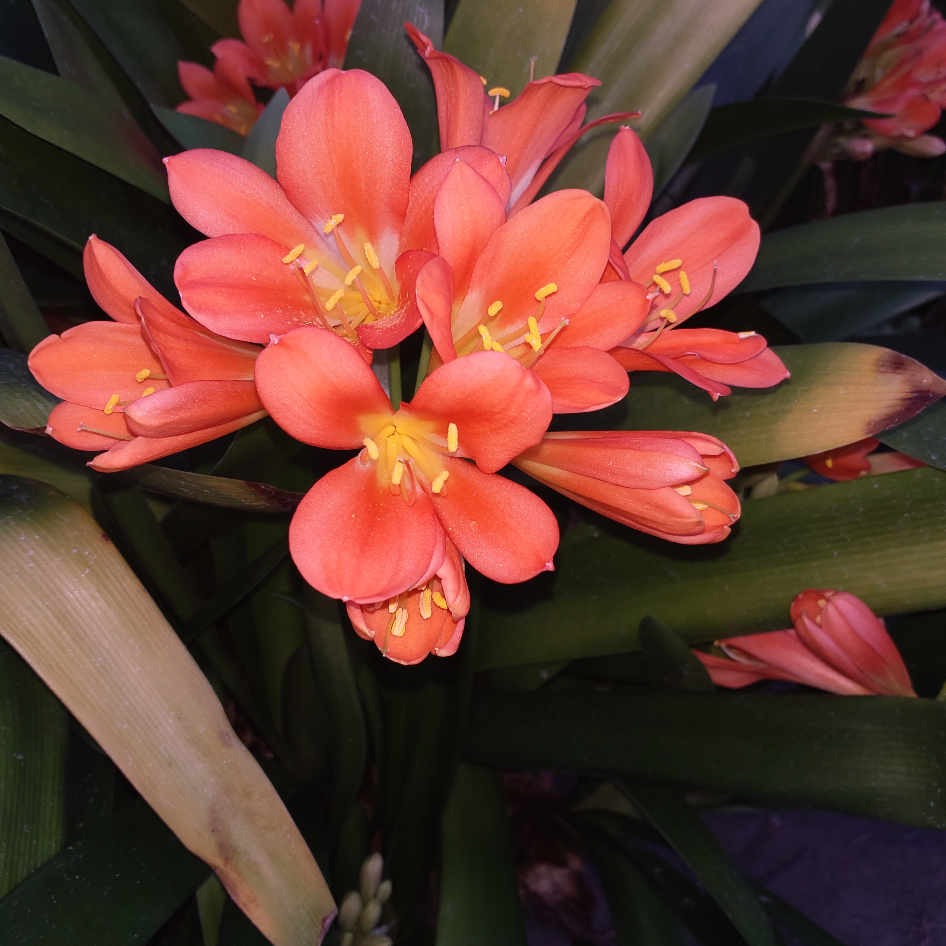 Clivia miniata